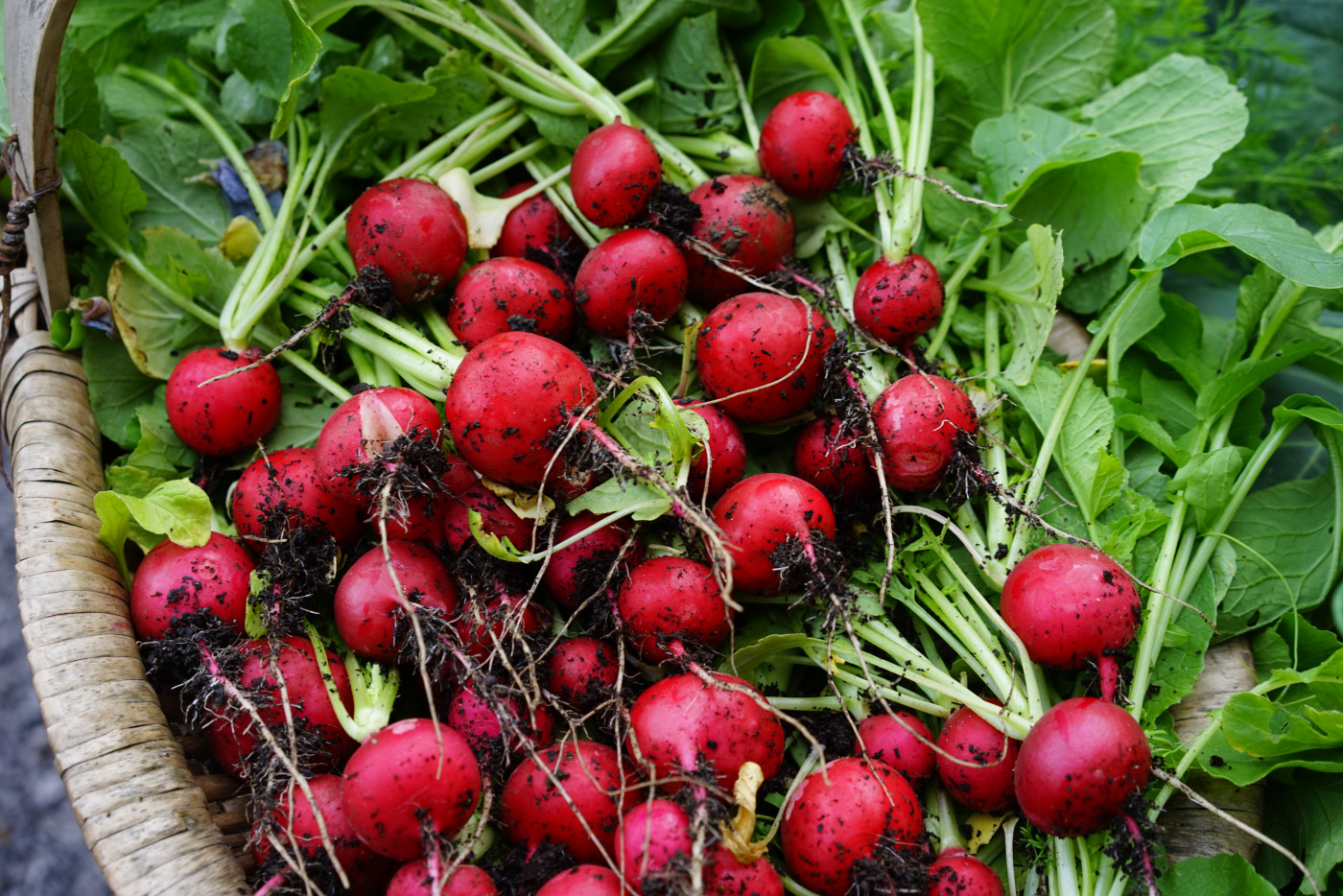 Radishes in a basket