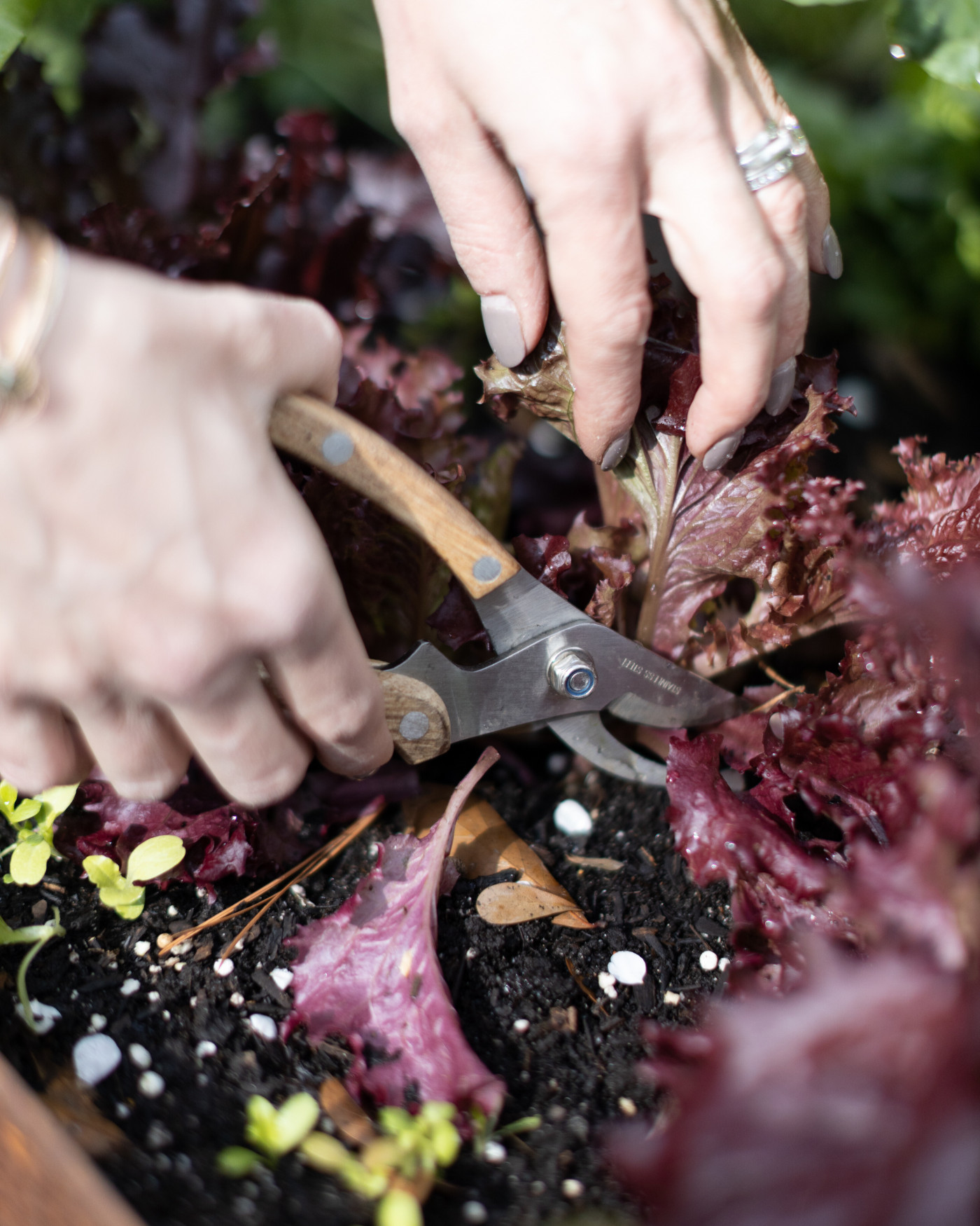 person cutting red leaf lettuce in raised garden bed