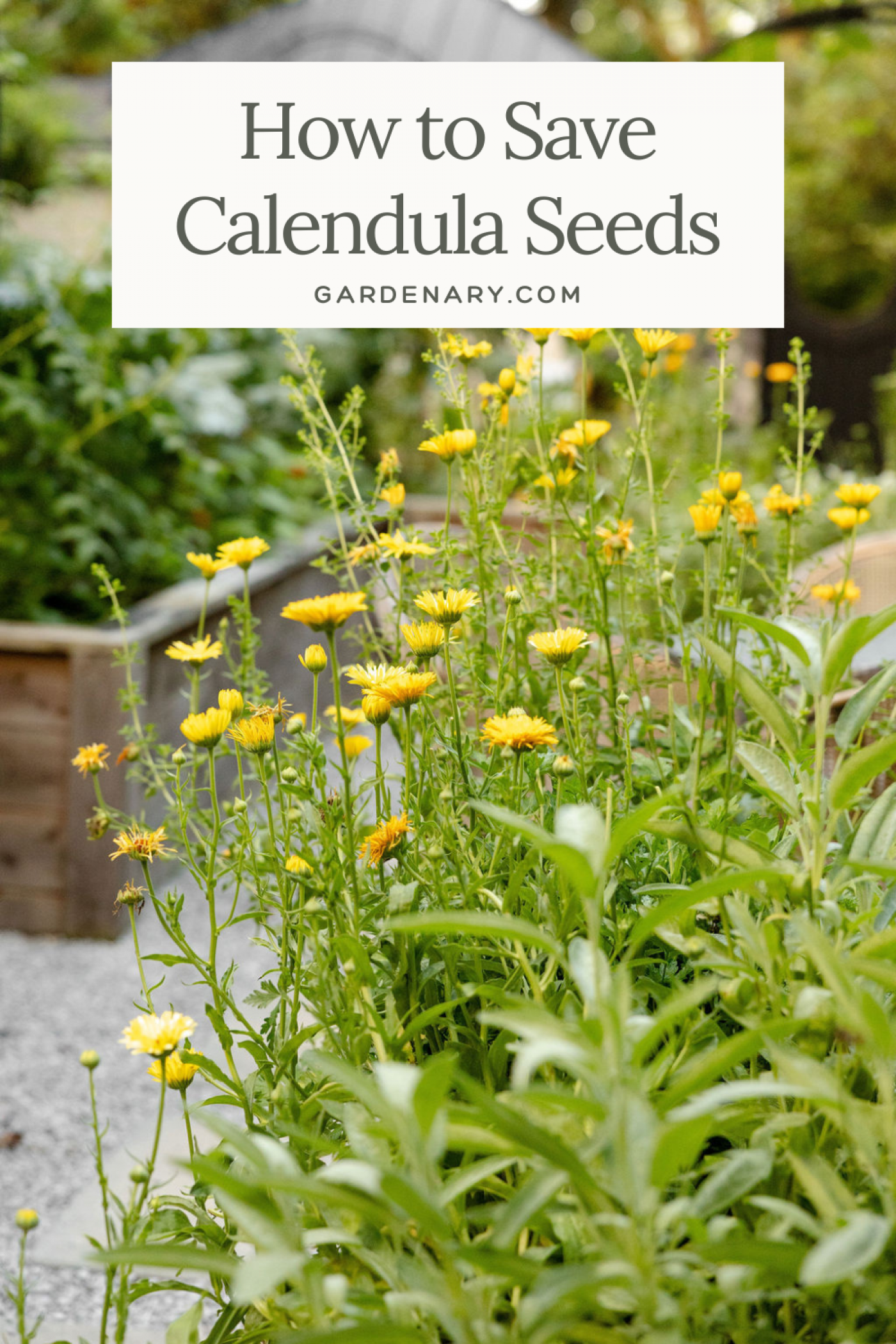 how to save calendula seeds pin