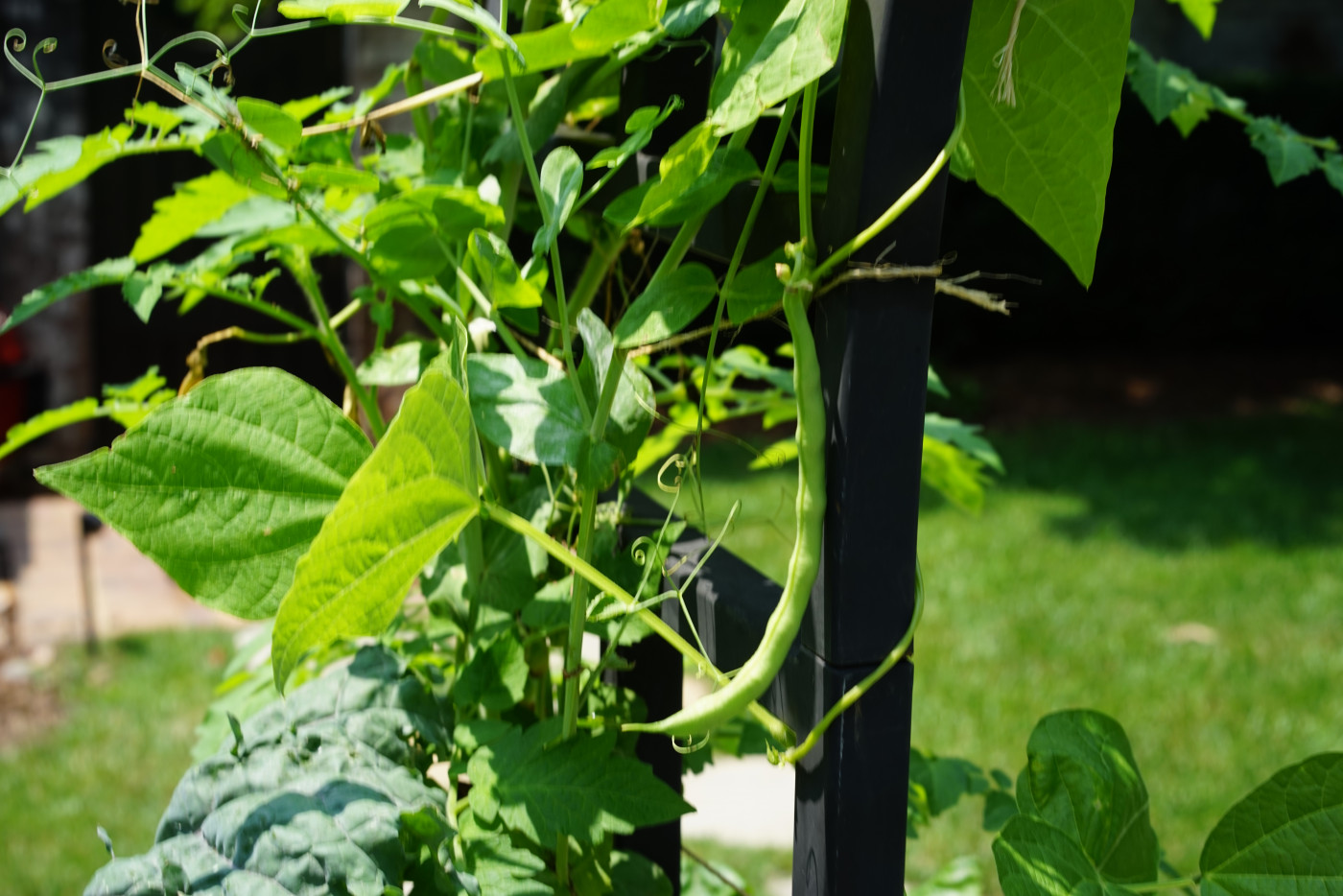 pole beans growing on trellis in garden