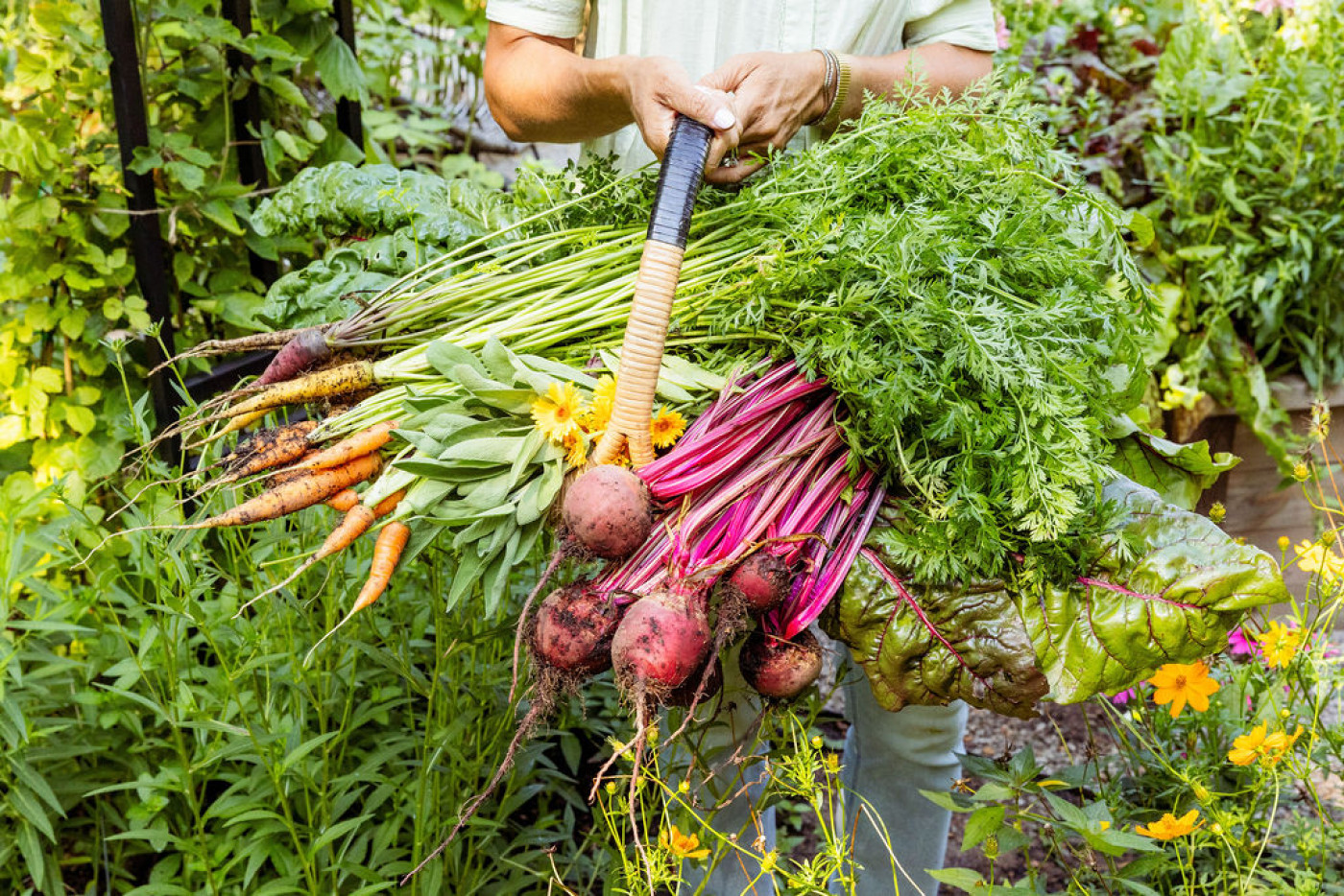 Gardener holding a fresh harvest of organic root vegetables—carrots, beets, and greens—just picked from a lush kitchen garden.
