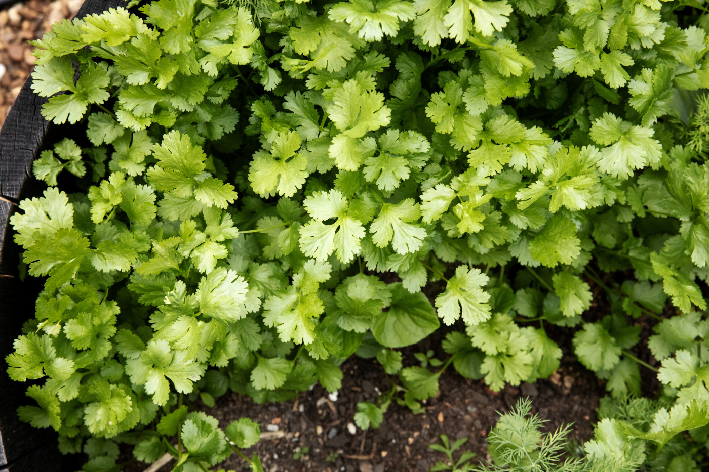 cilantro growing in raised bed