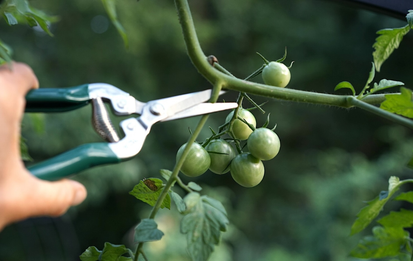 cherry tomato pruning