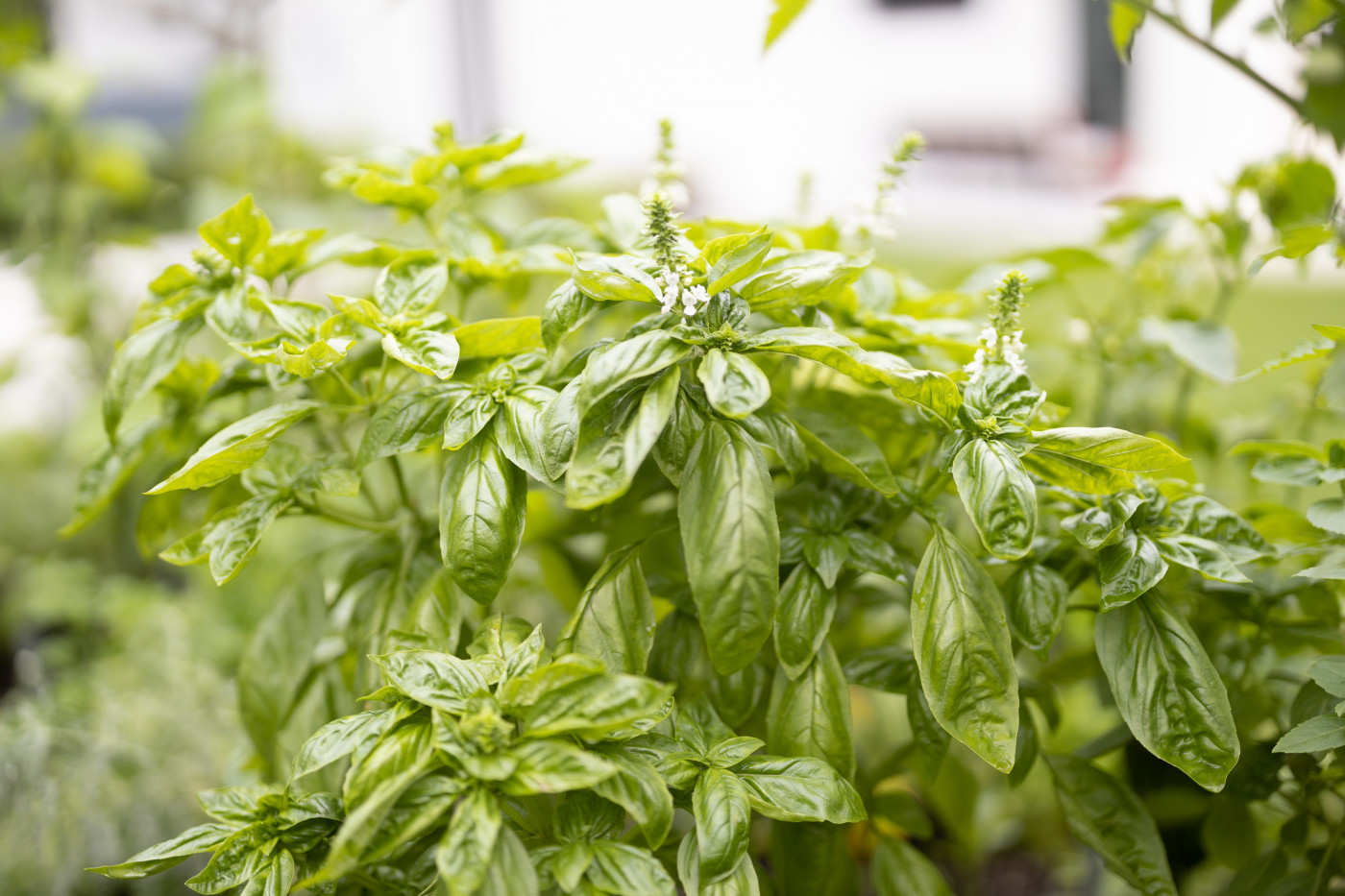 lush green basil growing in garden