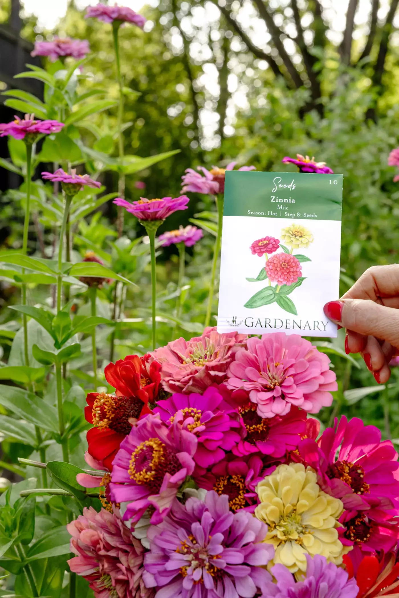 a photo of a bouquet of zinnias and a zinnia packet of seeds