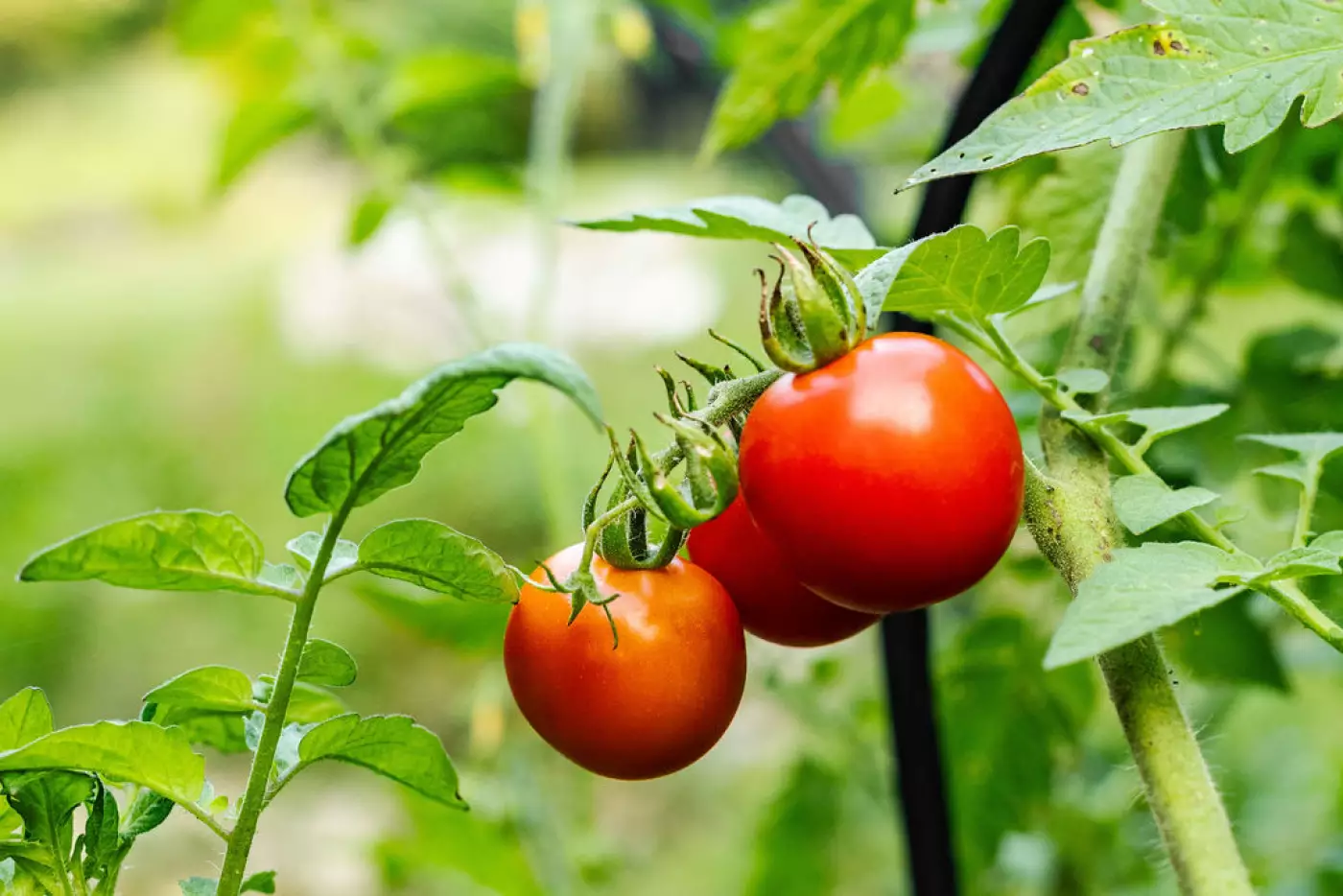 a photo of two tomatoes on a vine