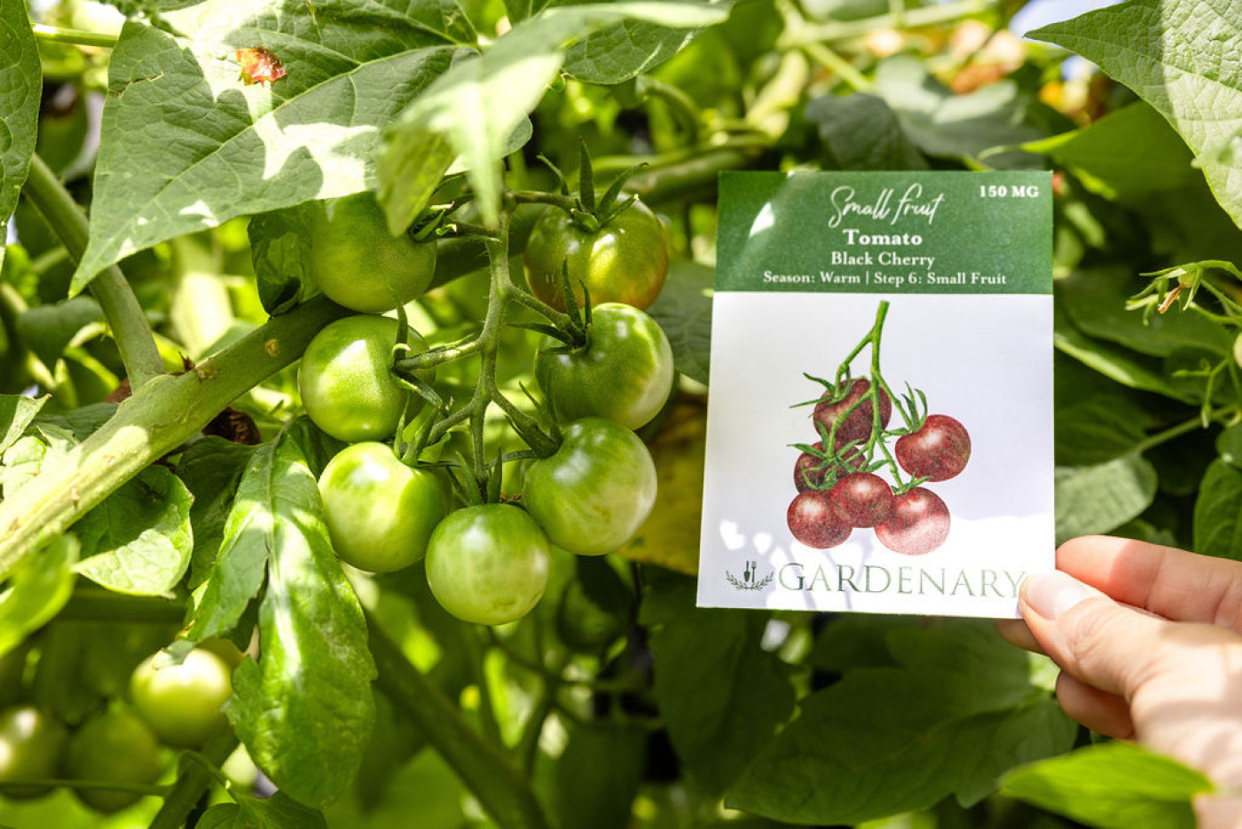 unripe Black Cherry Tomatoes