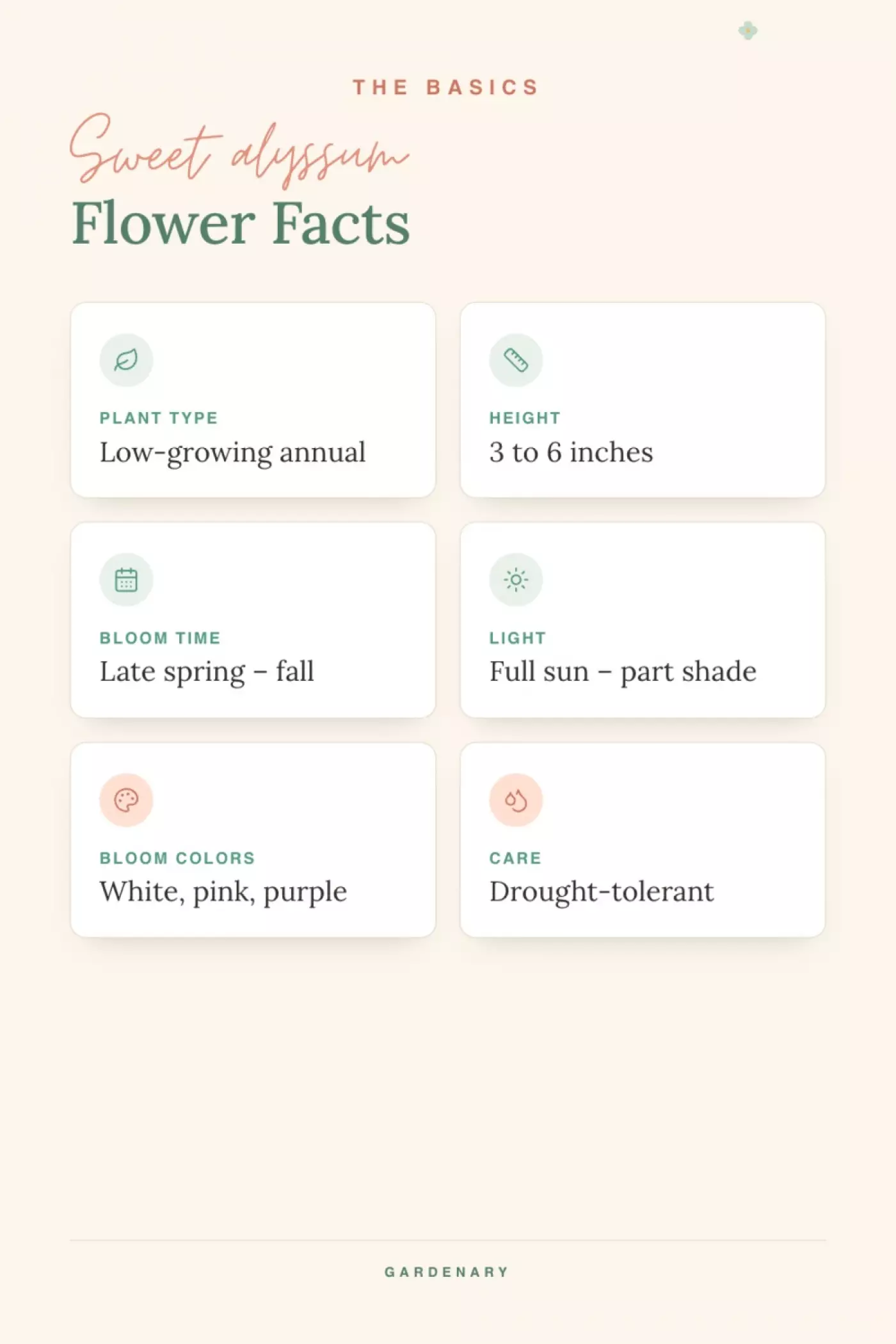 infographic for basic flower facts for sweet alyssum.