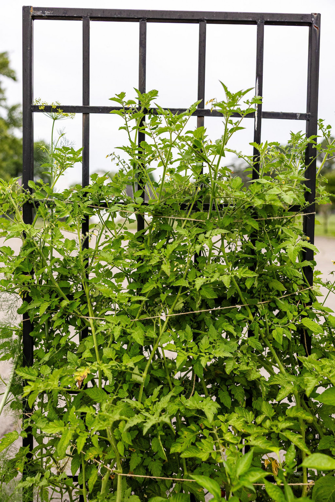 Panel trellises for vertical gardening