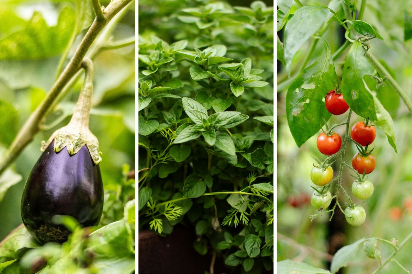An eggplant, basil, and tomatoes growing in the garden.