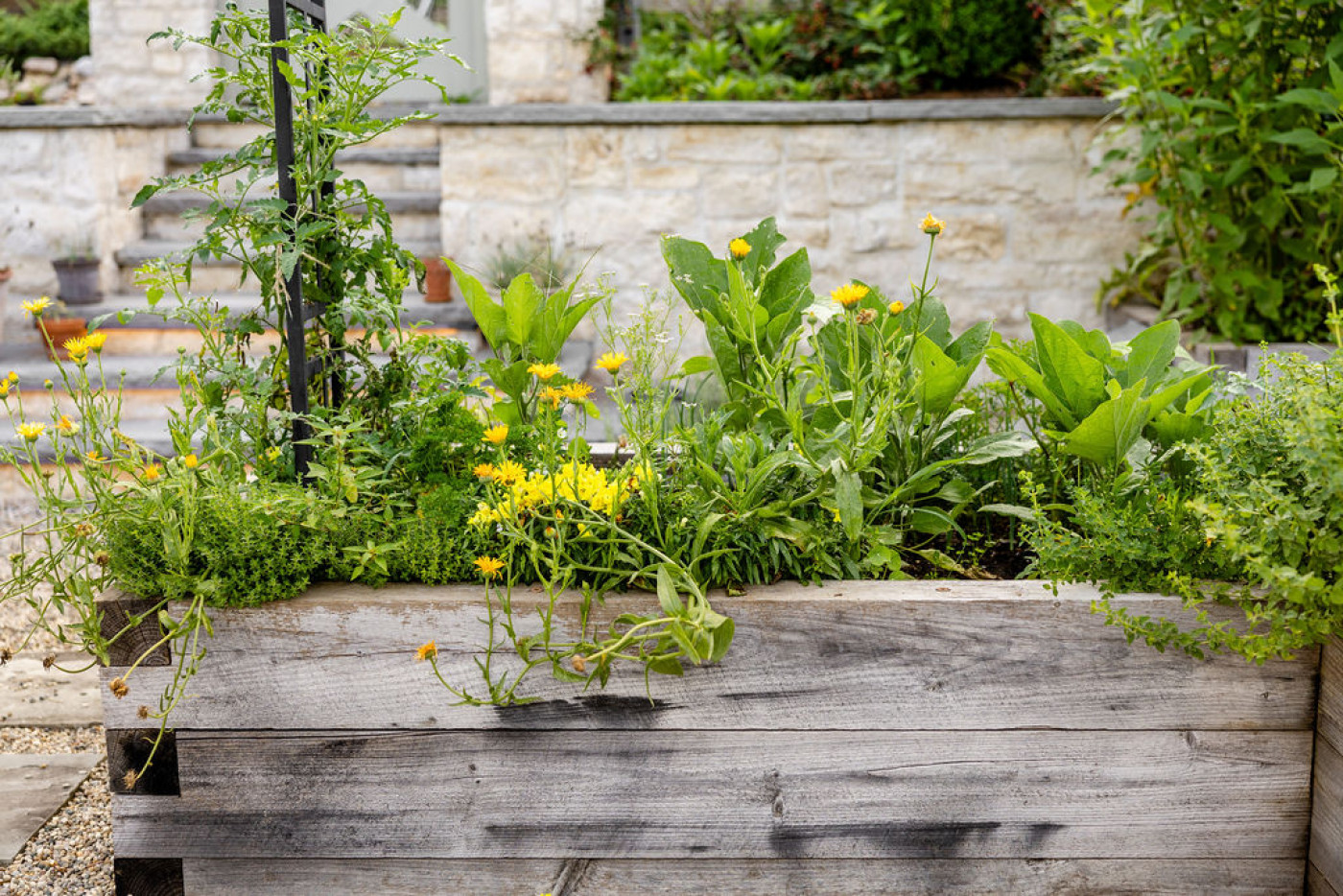 raised beds filled with plants