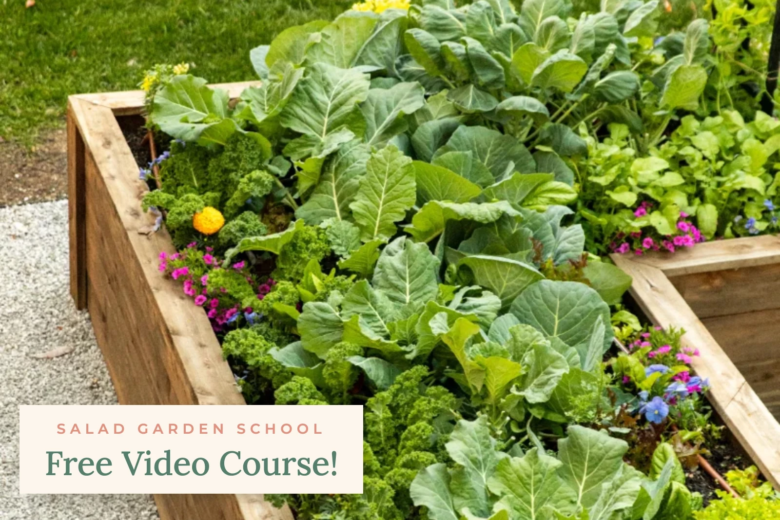 lettuce in a raised bed