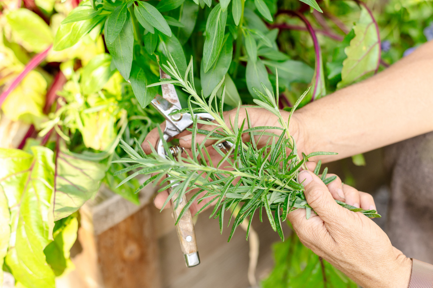 fresh rosemary harvest