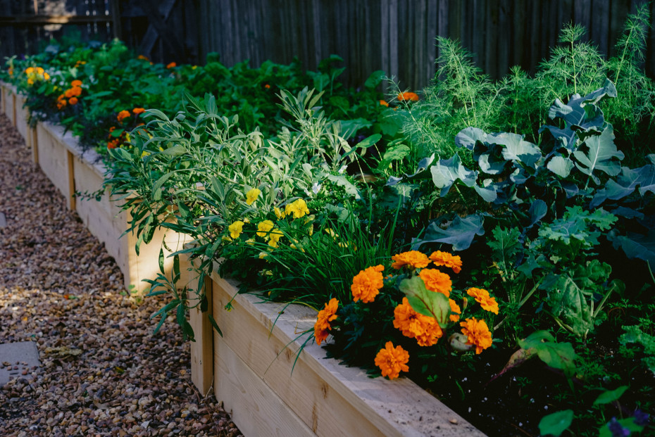 Salad garden designed by Nicole Burke