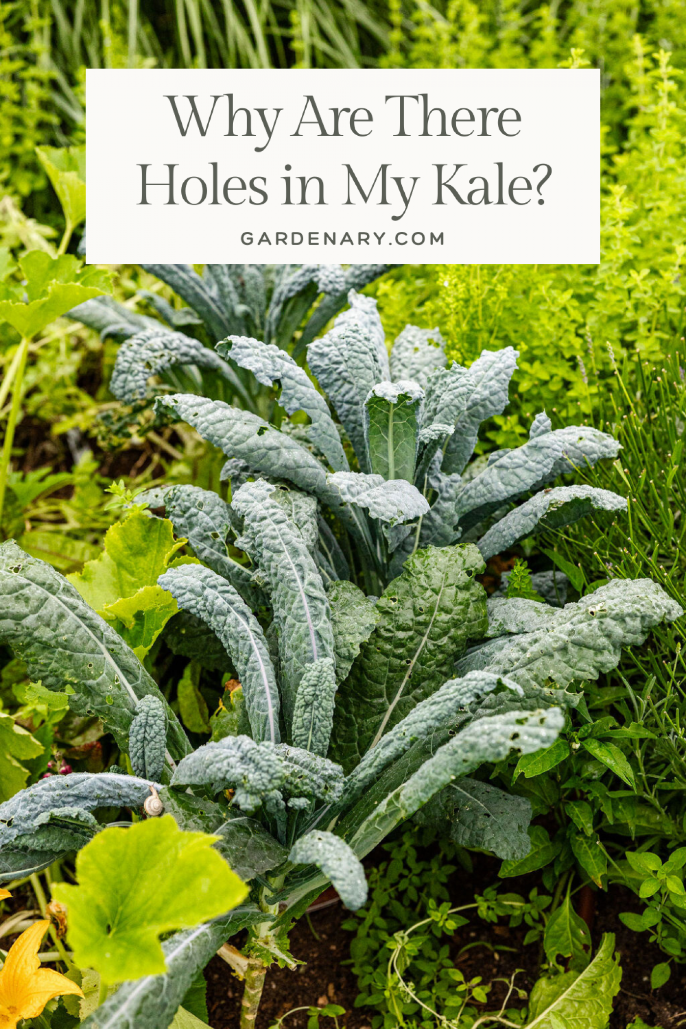 Why Are There Holes in My Kale?