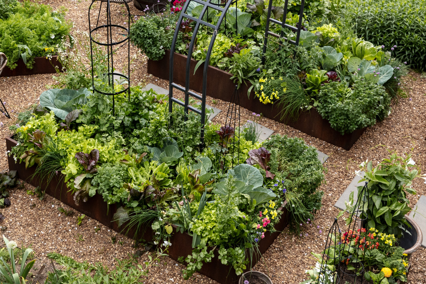 Overhead view of lush raised garden beds made of rusted metal, overflowing with leafy greens, herbs, and flowers, with black trellises and gravel pathways in between.