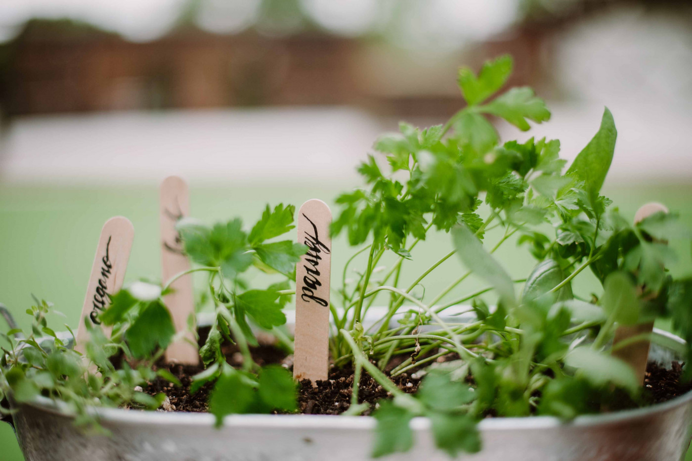 herbs growing in container