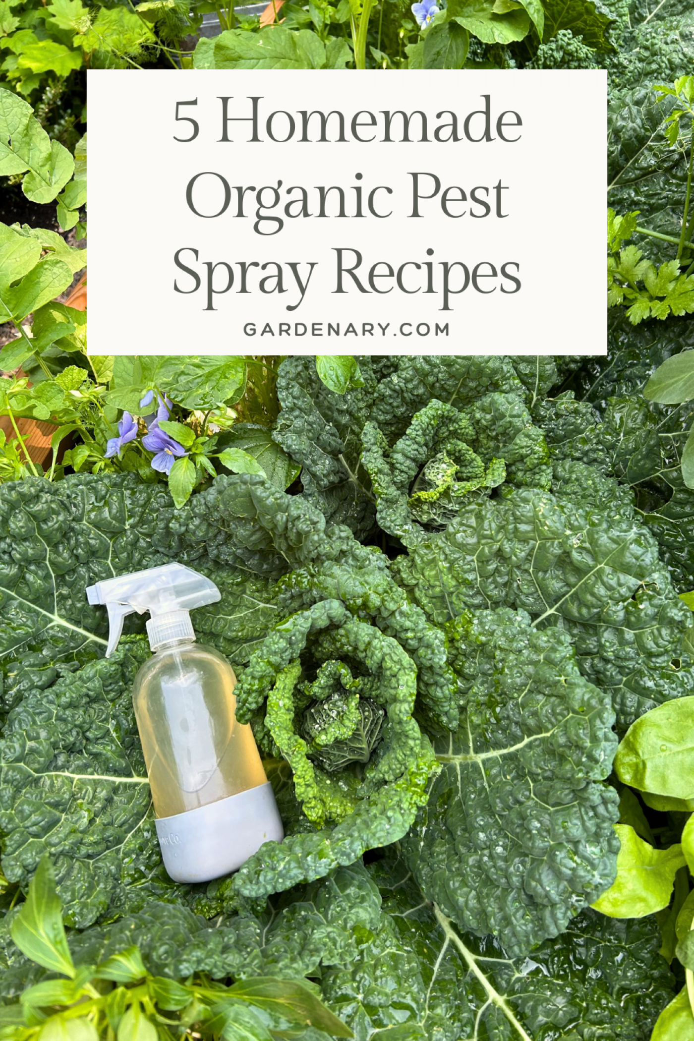 5 Homemade Organic Pest Spray Recipes