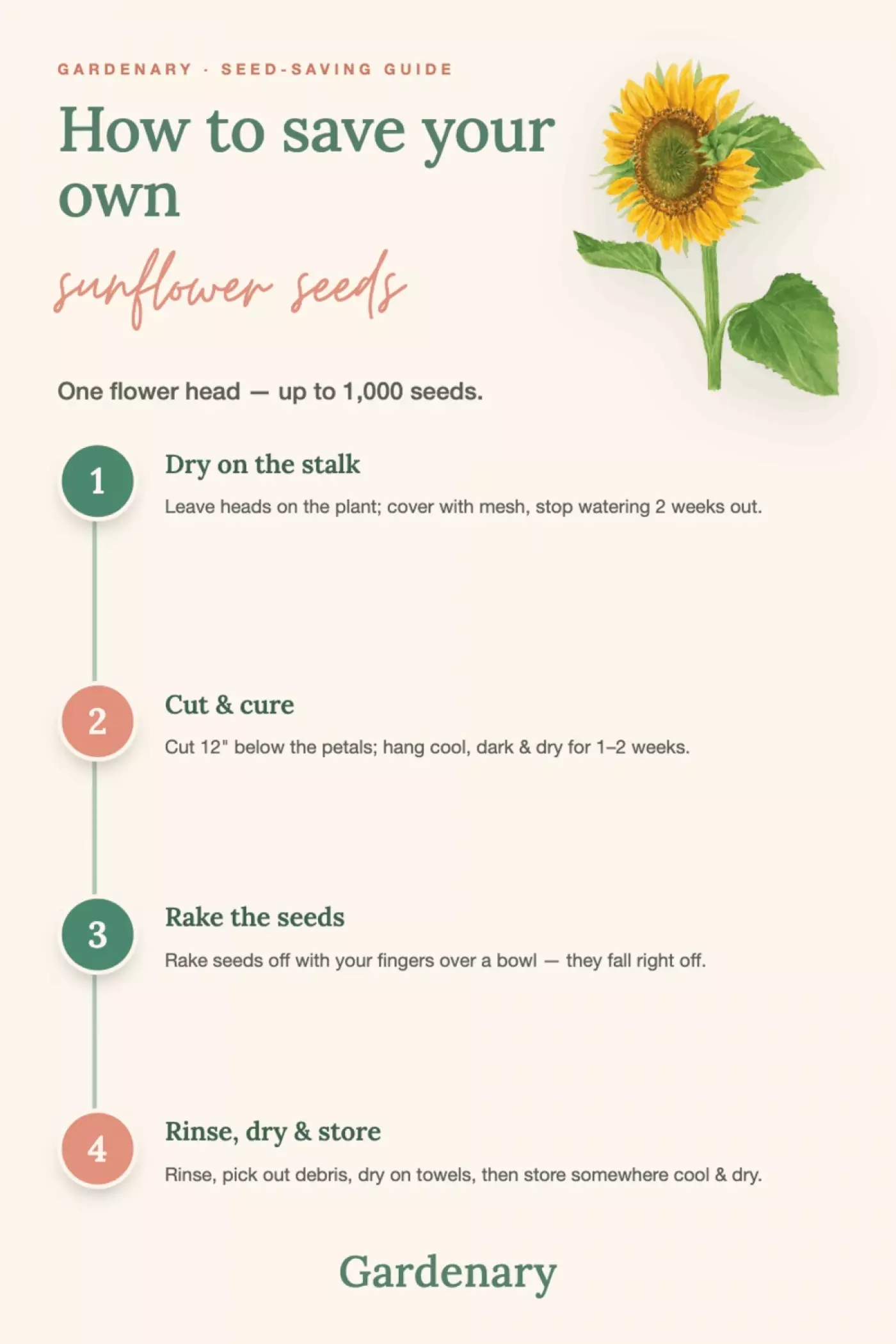 Infographic titled "How to save your own sunflower seeds" featuring a watercolor sunflower illustration. Four steps are listed: 1) Dry on the stalk — leave heads on the plant, cover with mesh, stop watering 2 weeks out; 2) Cut & cure — cut 12 inches below the petals, hang cool, dark, and dry for 1–2 weeks; 3) Rake the seeds — rake seeds off with your fingers over a bowl; 4) Rinse, dry & store — rinse, pick out debris, dry on towels, then store somewhere cool and dry. Branded as a Gardenary Seed-Saving Guide.