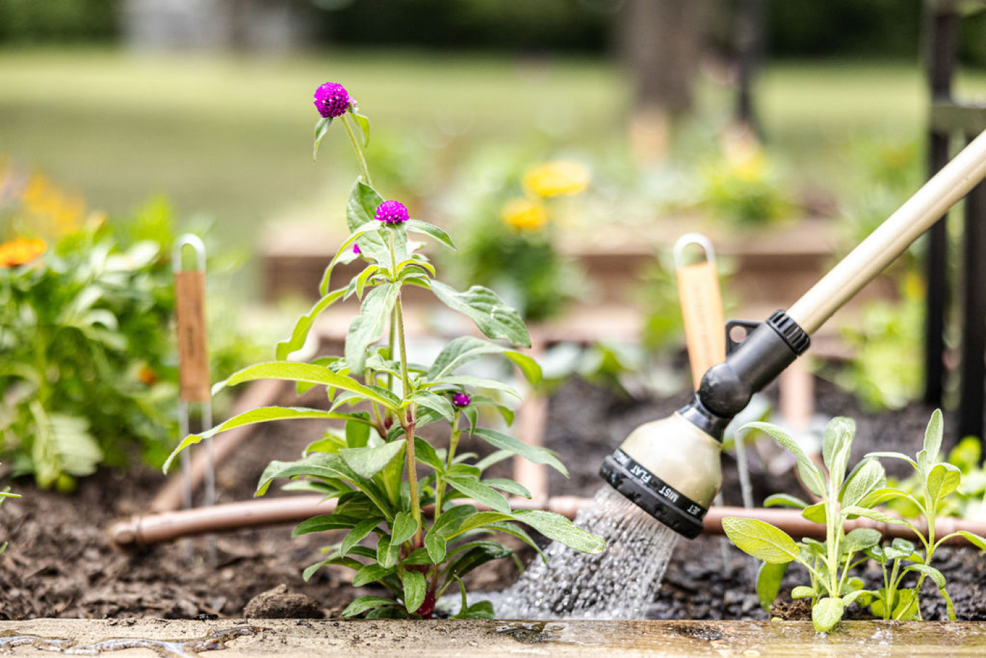 close up of flower plant being watered by hose in raised bed kitchen garden