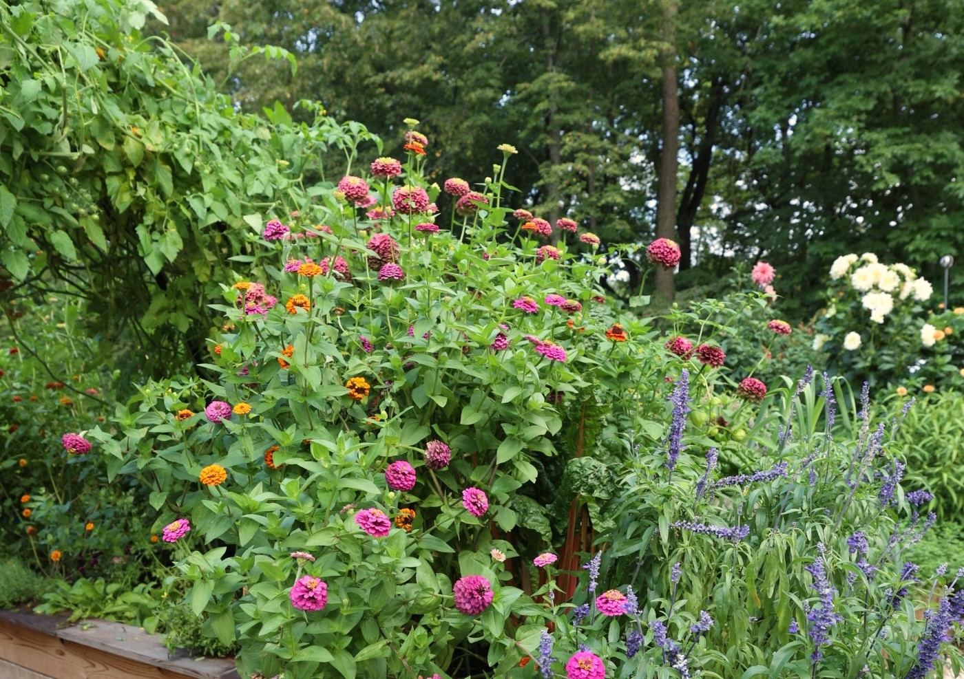 best flowers to grow with tomatoes