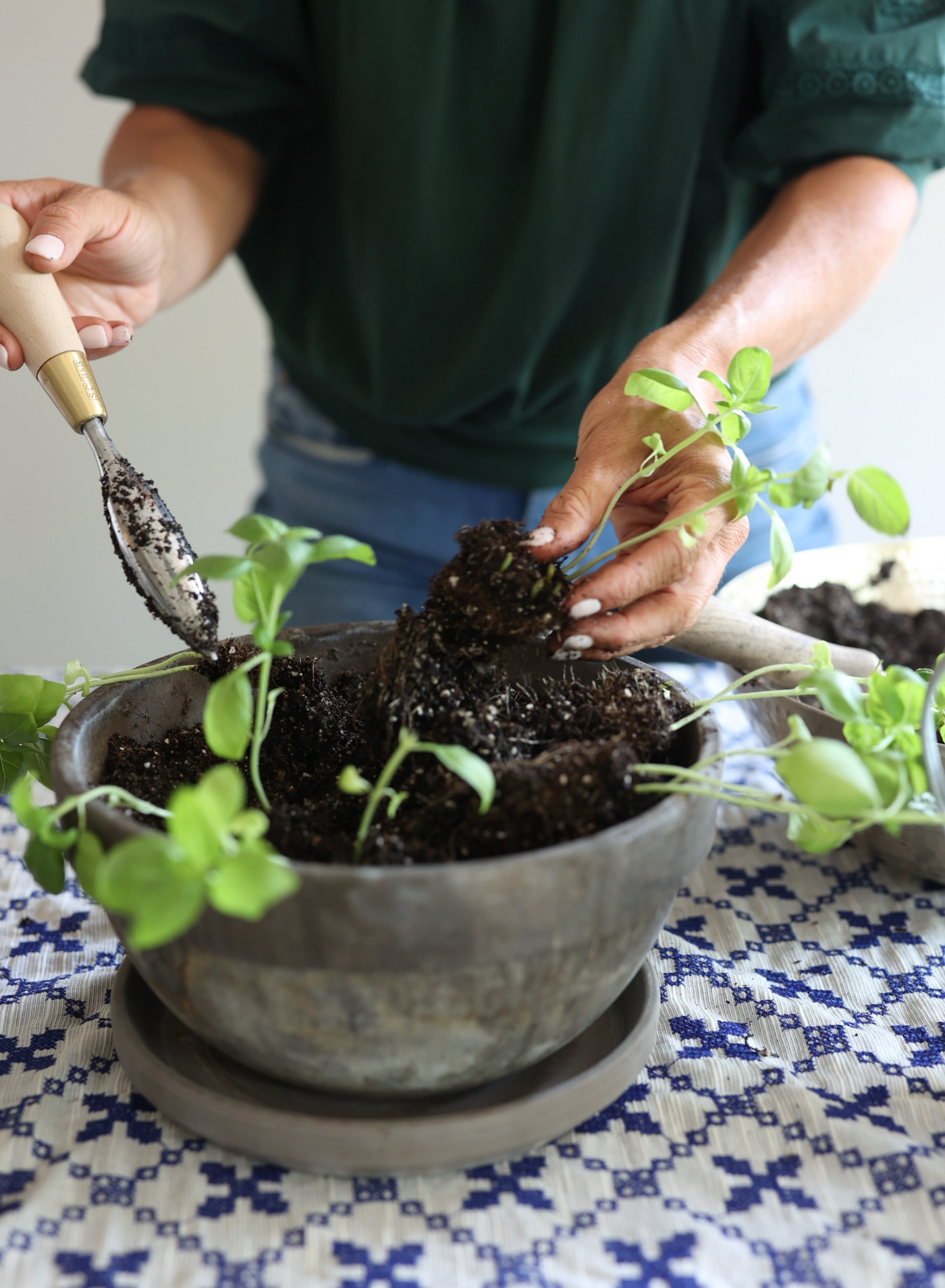 person planting basil cuttings in pot