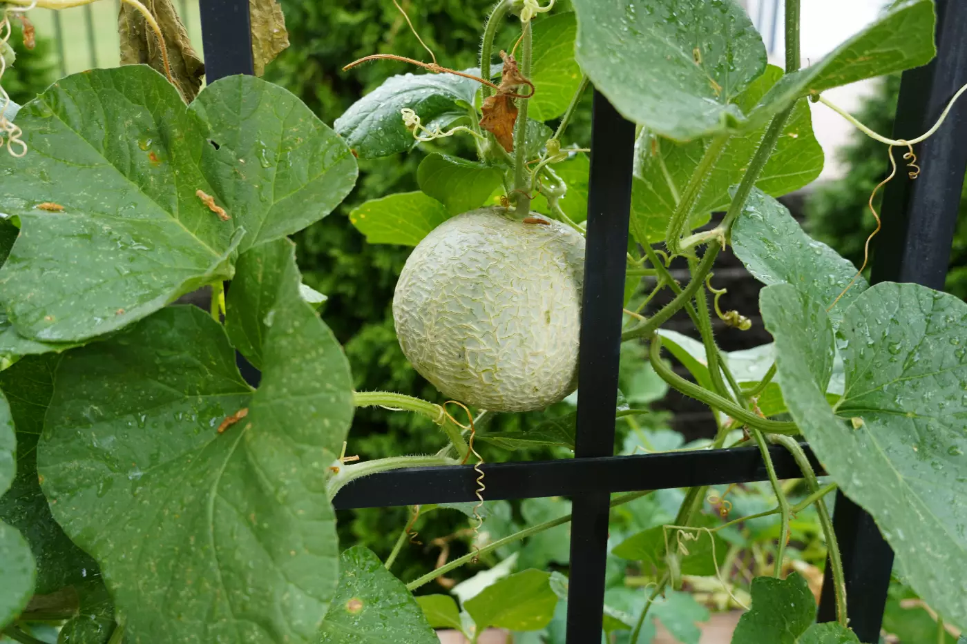 a cantaloupe on a trellis