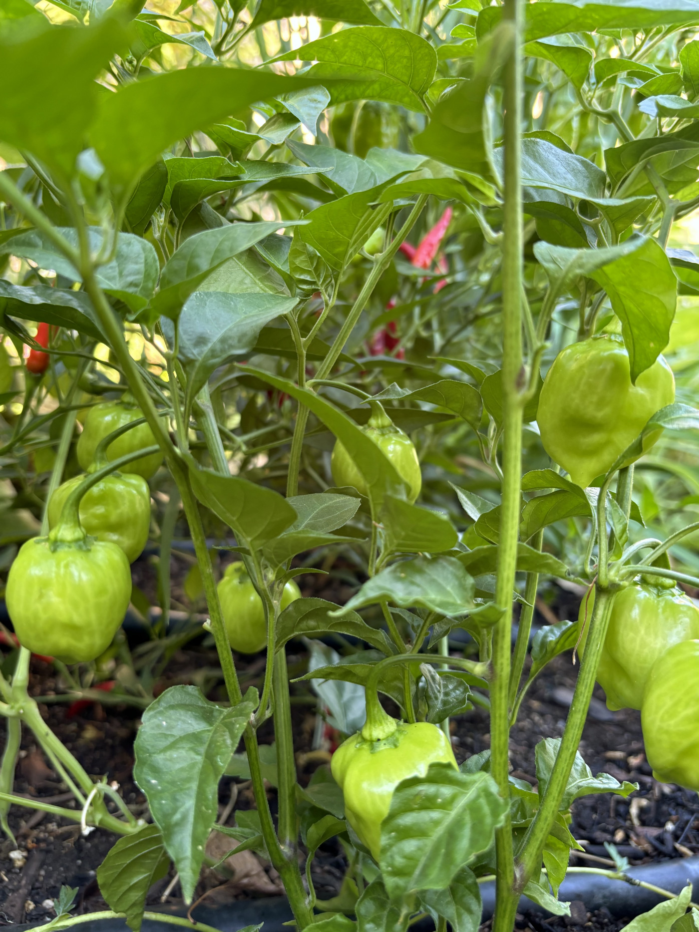 Habanero Peppers