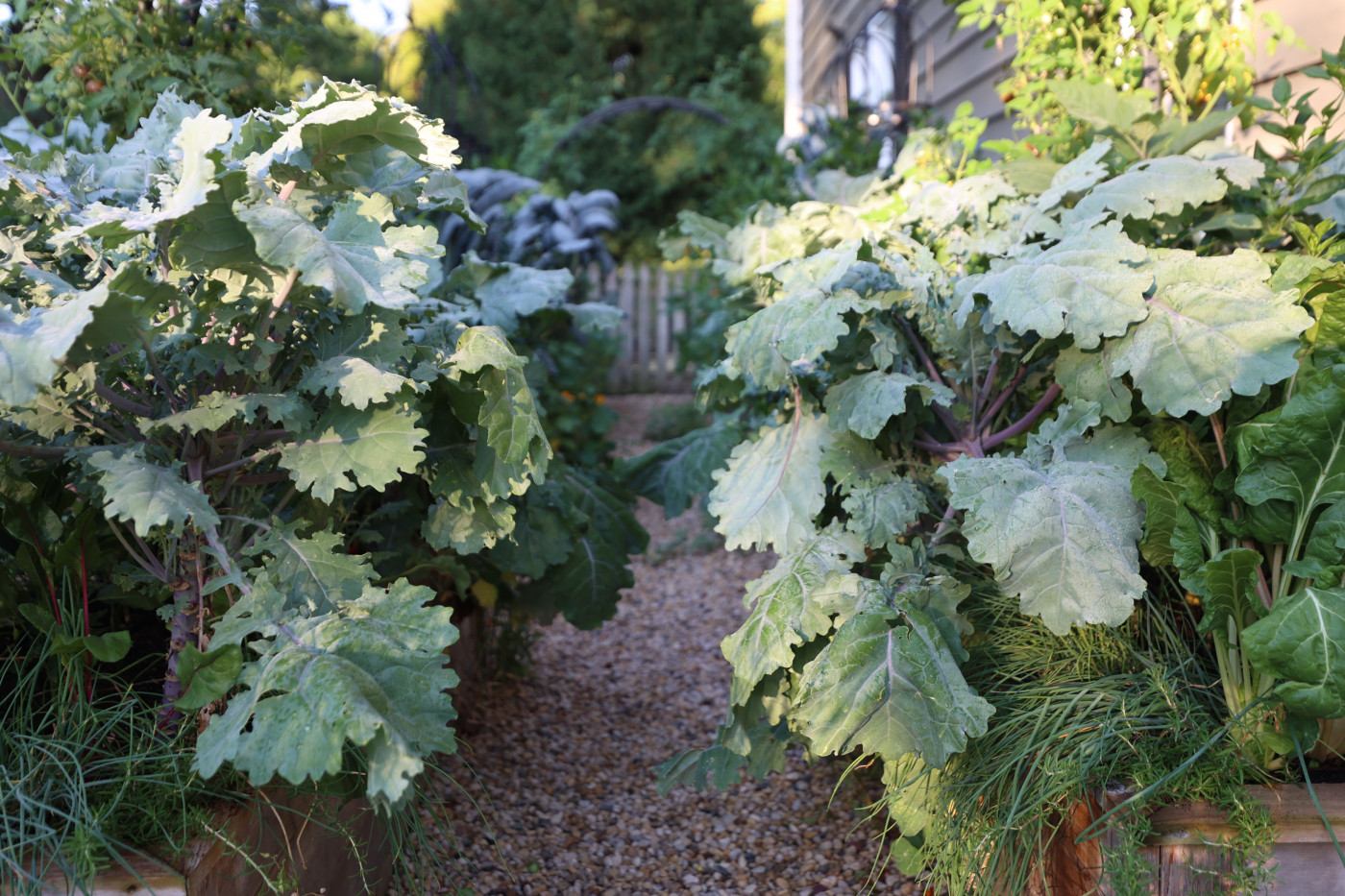 How to Harvest Kale and Encourage More Leaf Growth • Gardenary