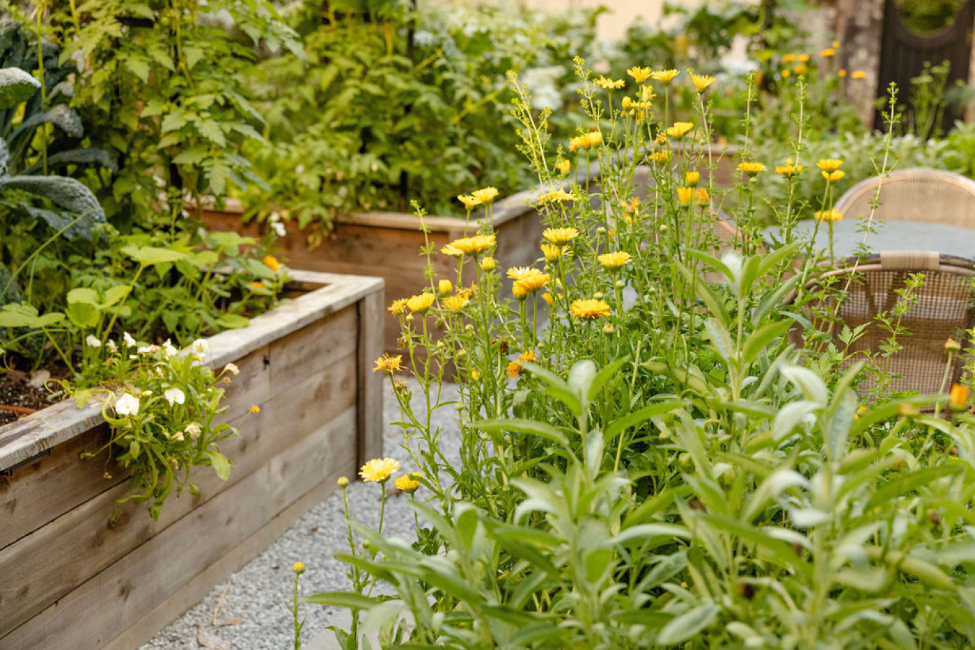 yellow calendula flowers