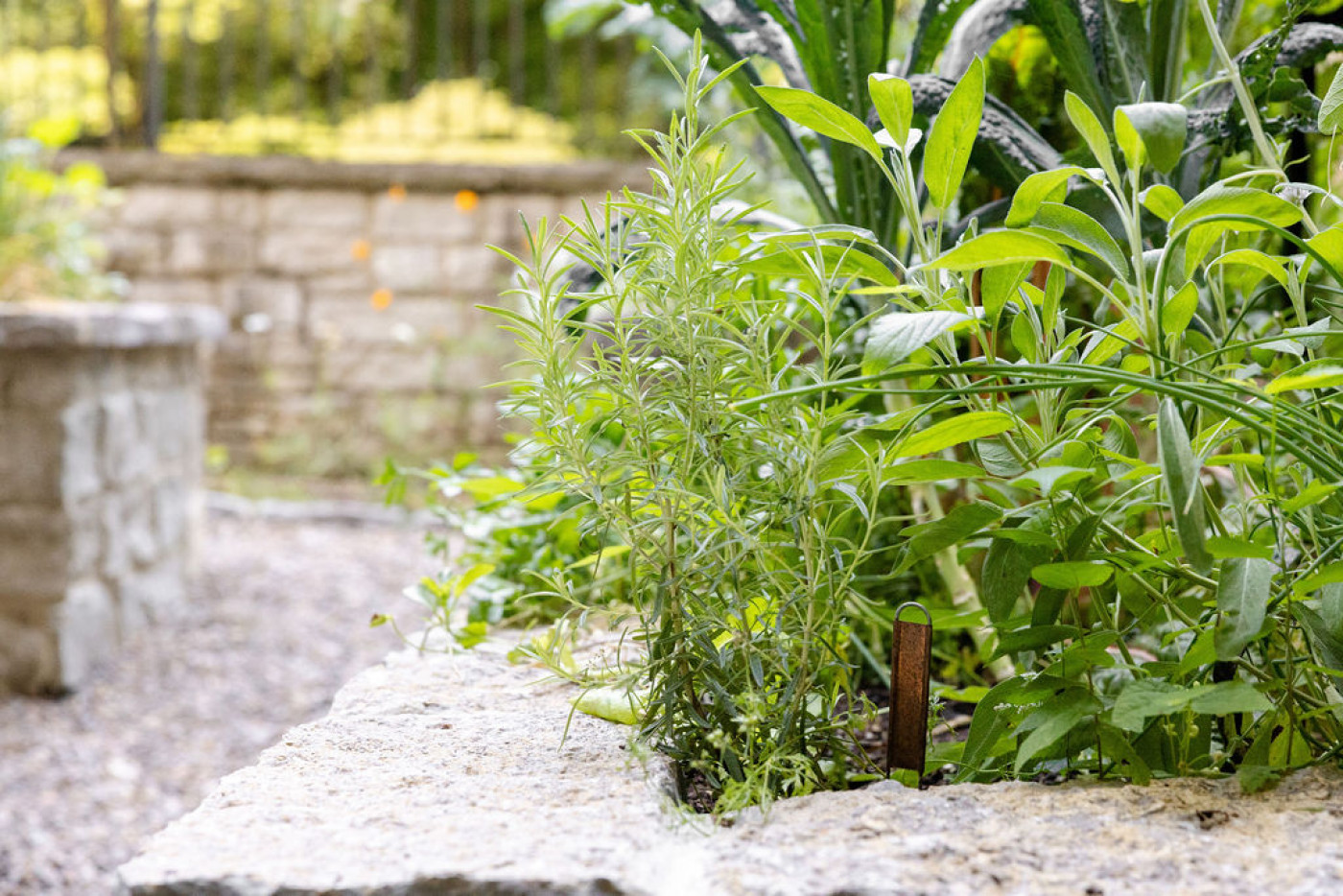 rosemary plant growing on border of raised garden bed