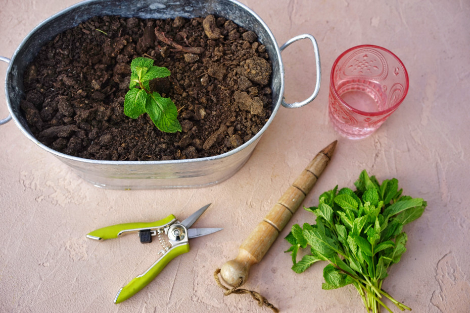 From the top left corner, clock wise: A vintage metal planter full of nutrient dense compost, a single glass cup of water, a fresh bunch of mint from the grocery store, a wooden dibber, and sharp, green pruning sheers. Photo by Nicole Burke, Gardenary, Rooted Garden, Gardenary.com