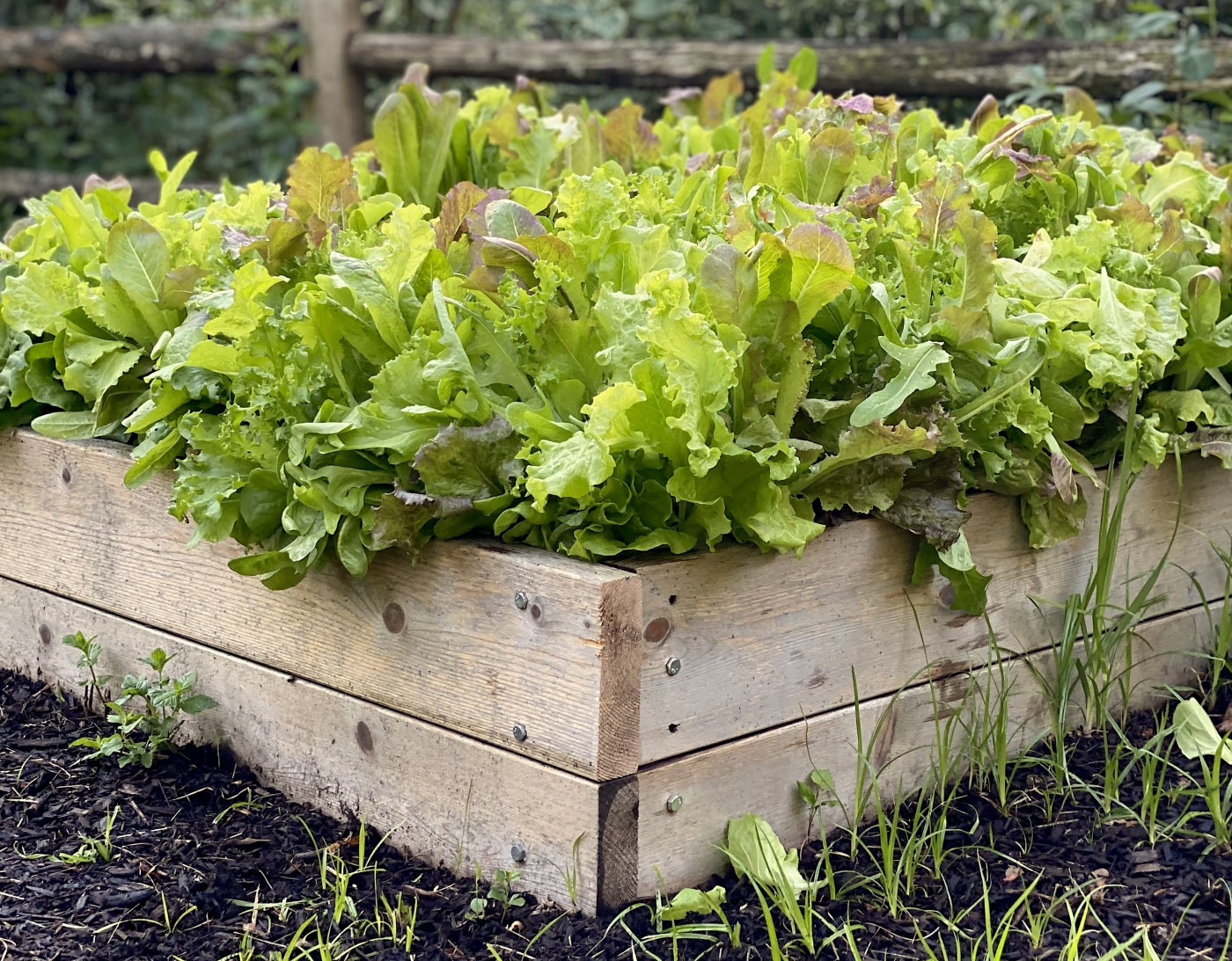 4x4 simple cedar garden bed filled with lettuce plants