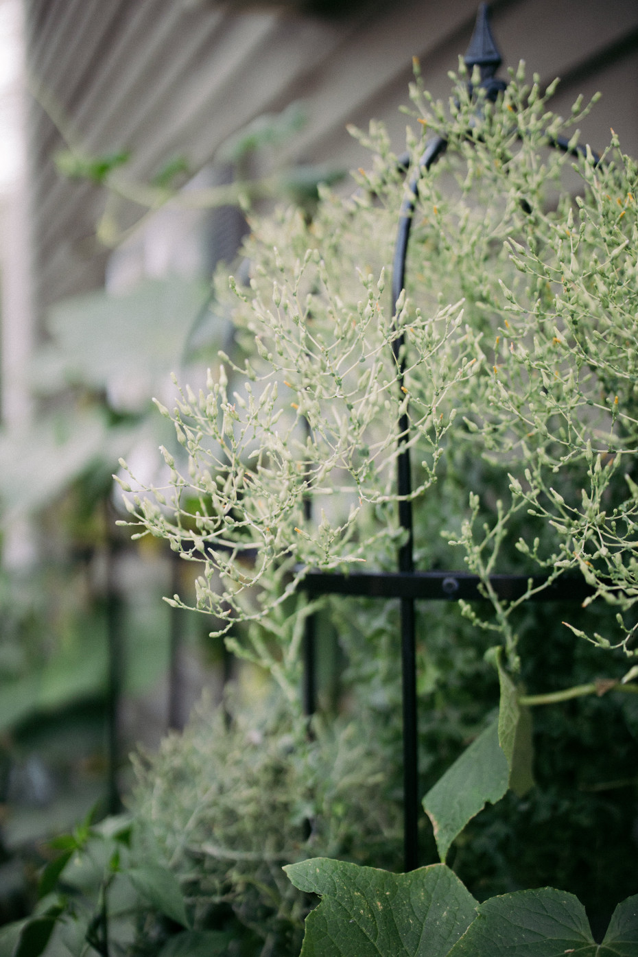 5 Questions To Ask Your Garden Consultant