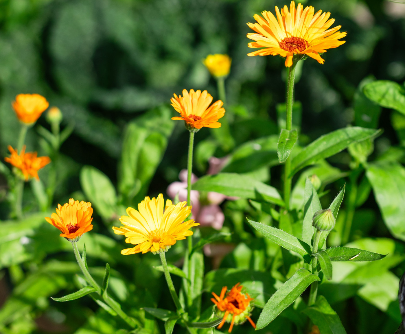 bright orange and yellow calendula flowers