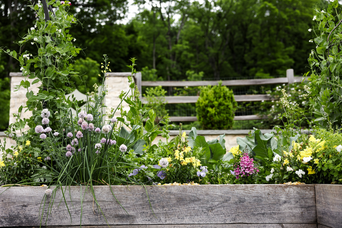 Lush raised garden bed made of weathered wood, overflowing with chives, leafy greens, and blooming flowers, set against a backdrop of trees and a wooden fence.