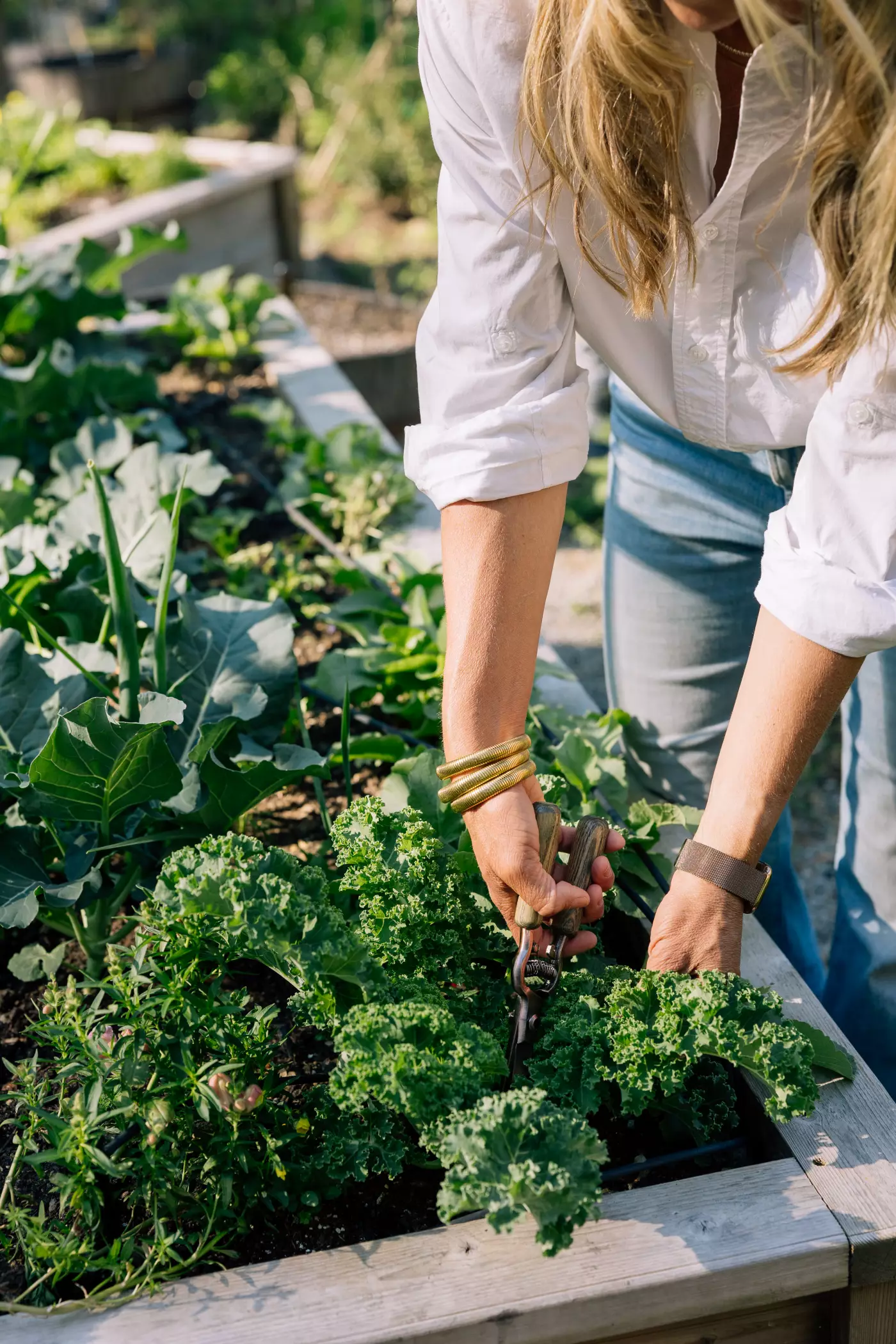 a photo of a gardener, nicole, harvesting and pruning kale