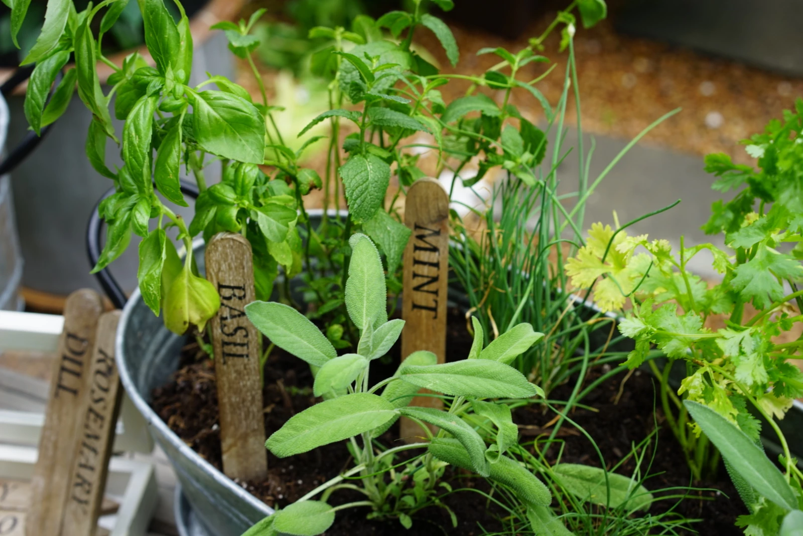 Can You Grow All Your Herbs Together in One Pot or Container? • Gardenary