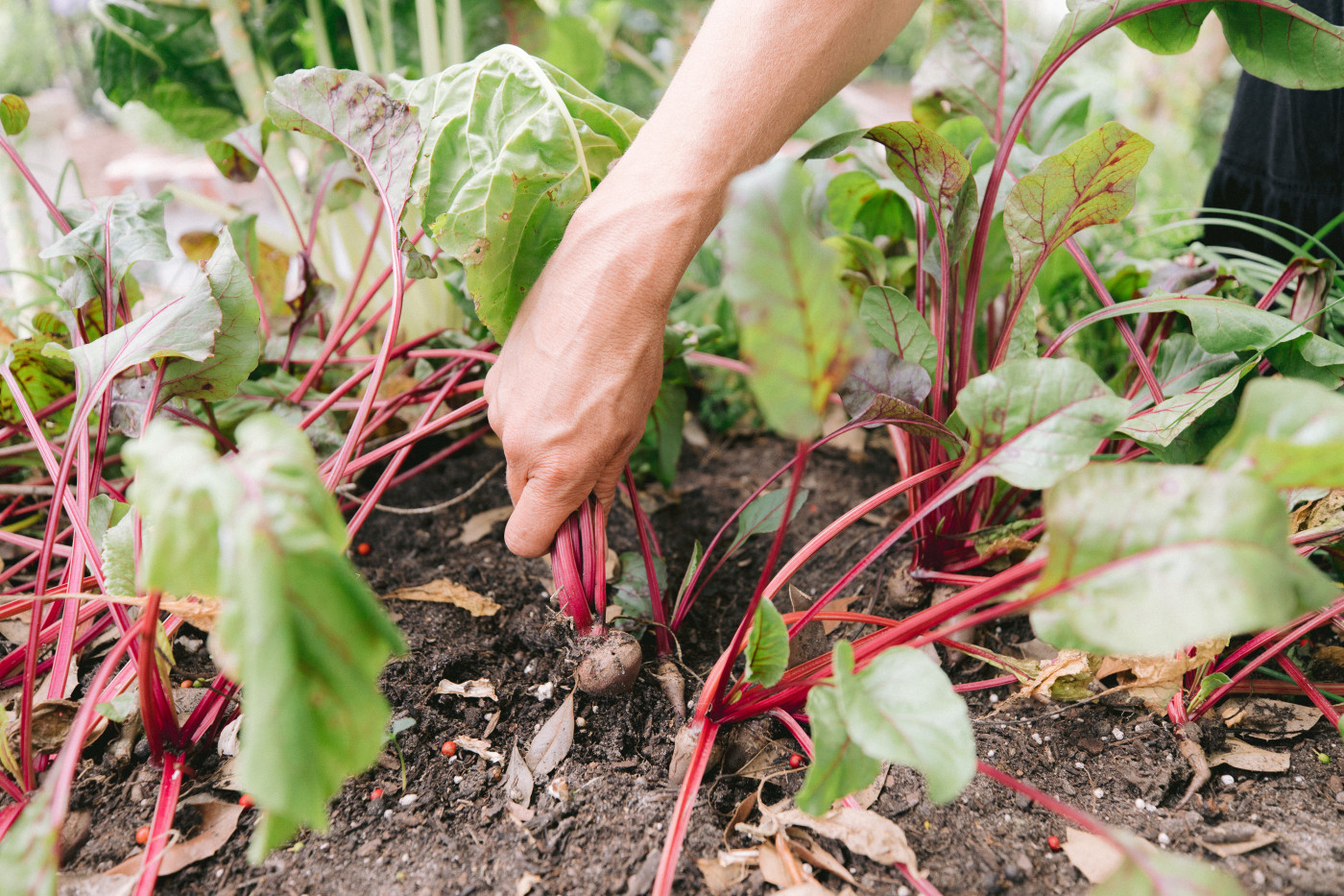 5 Super Simple Steps to Grow Beets from Seed • Gardenary