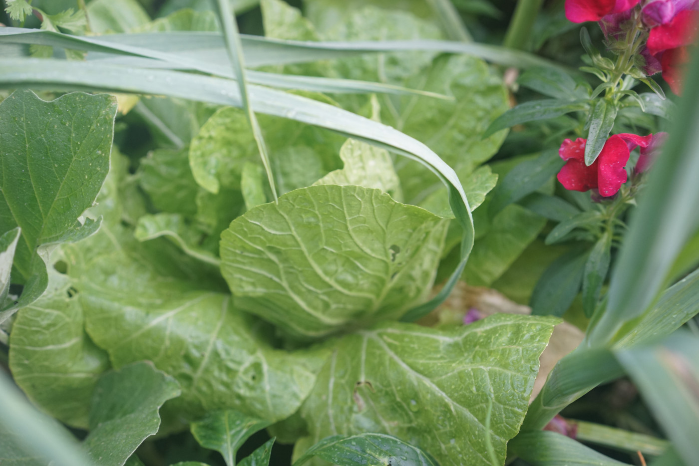 Why Are There Holes in My Cabbage Leaves? • Gardenary