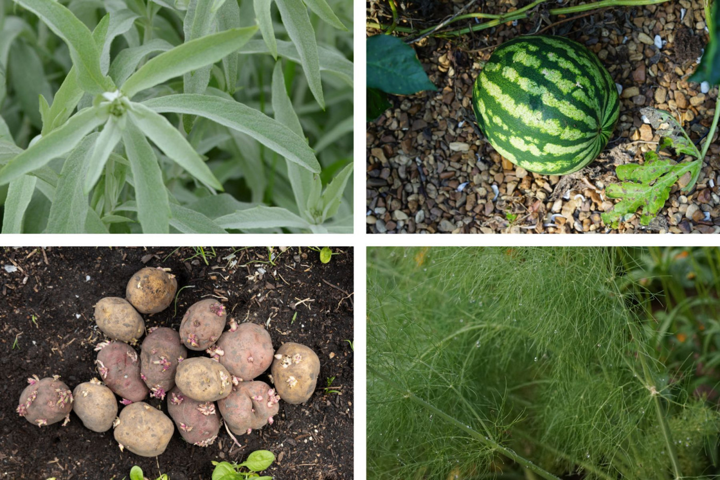 plants that are harmful to cucumbers