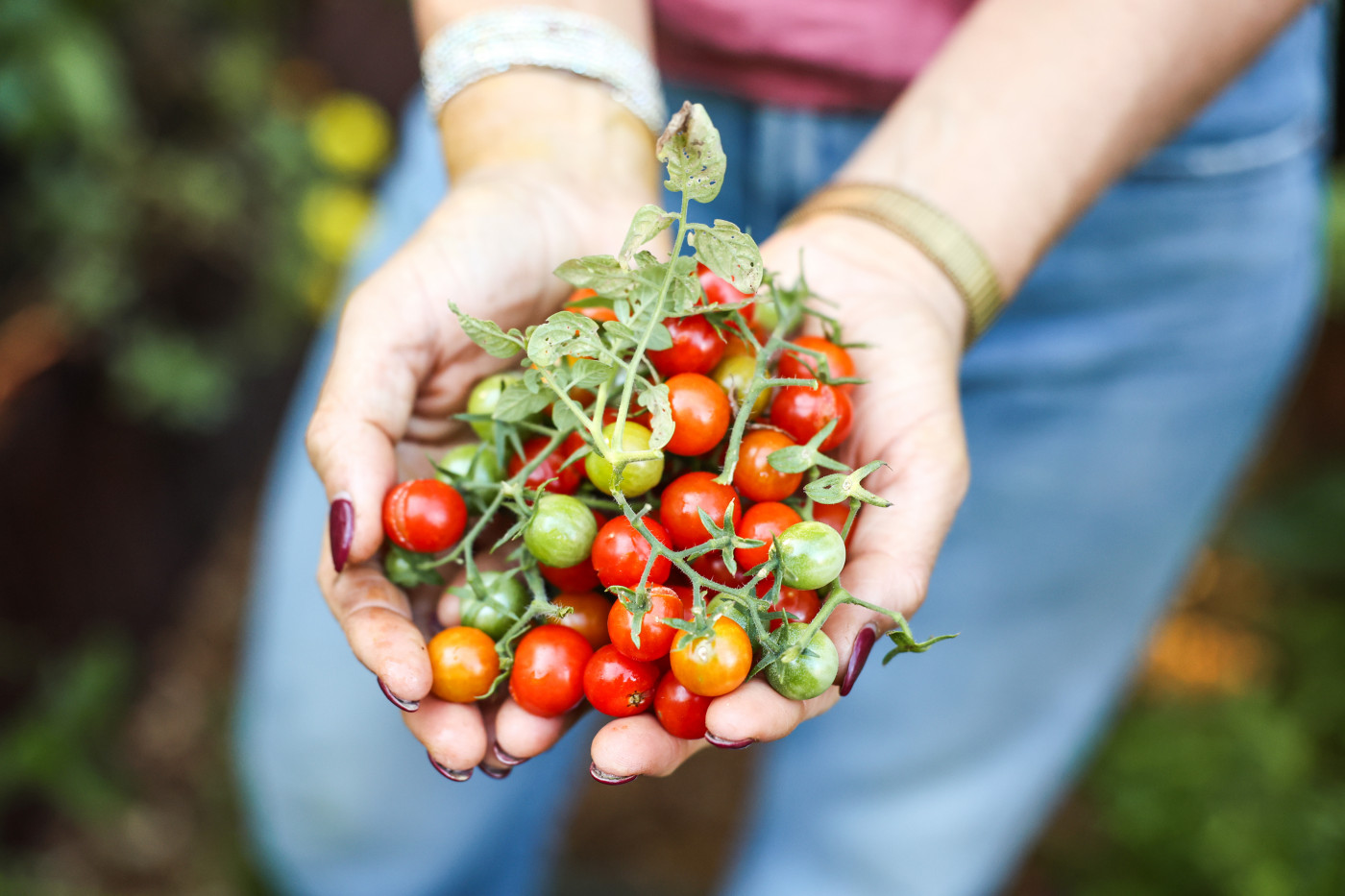 tomatoes