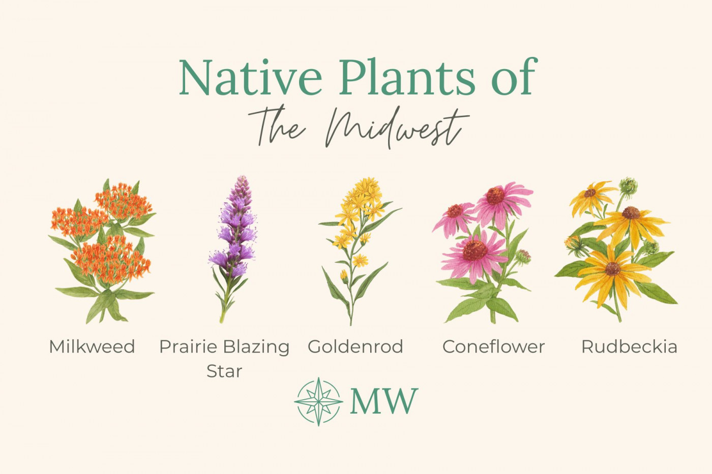 Native plants of the midwest: illustrations of flowers
