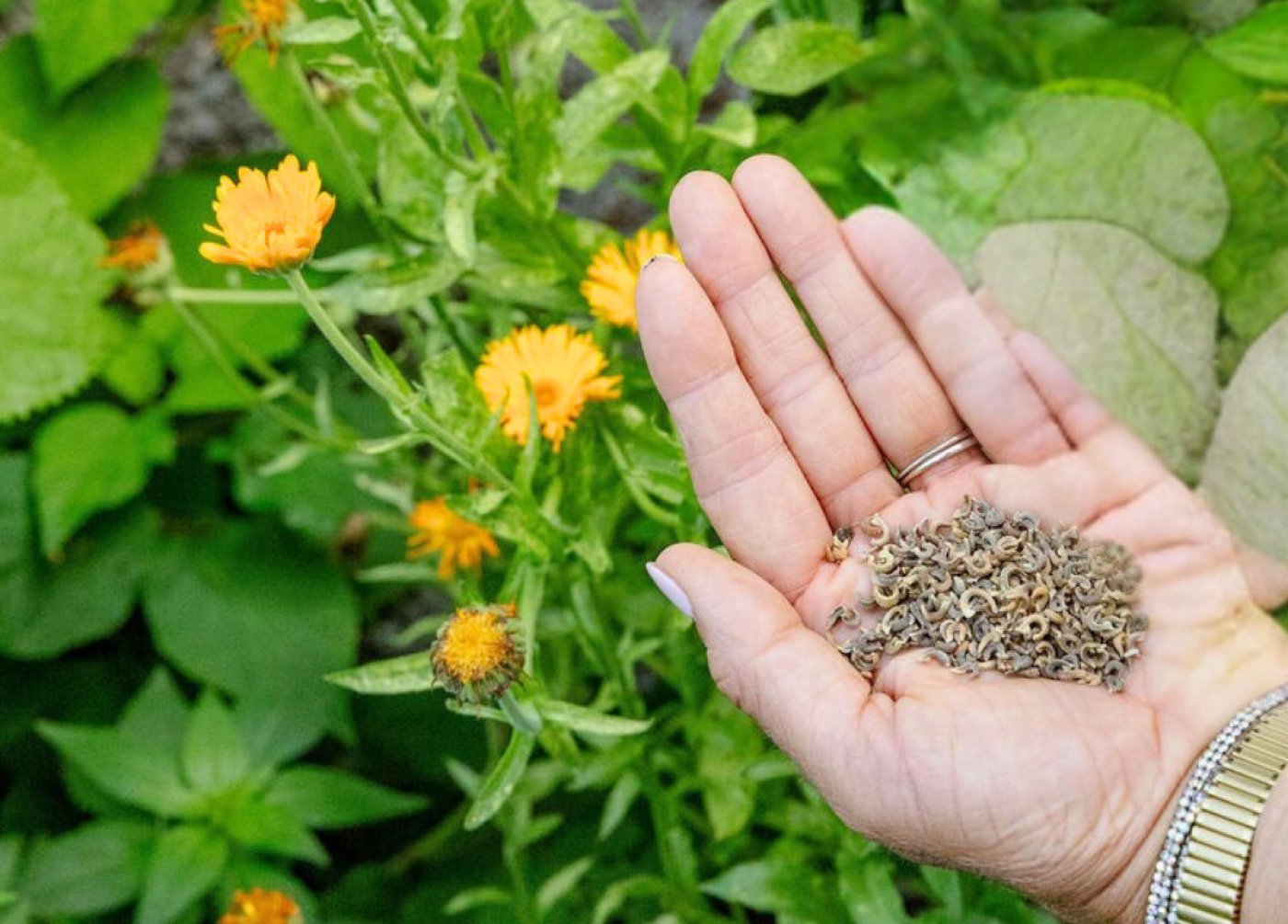 Calendula seeds next to calendula plant