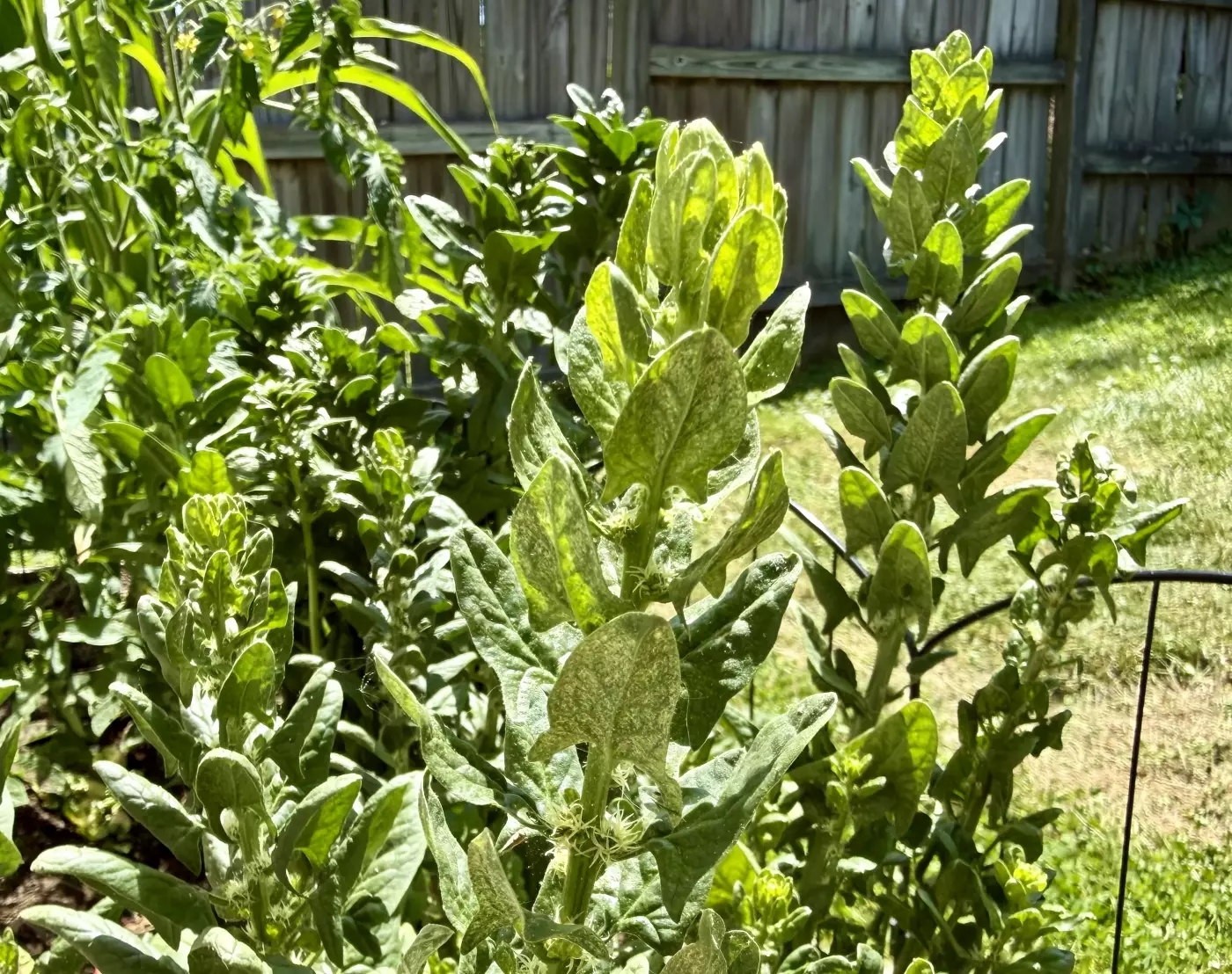 Bolting spinach photo showing how tall the plant gets