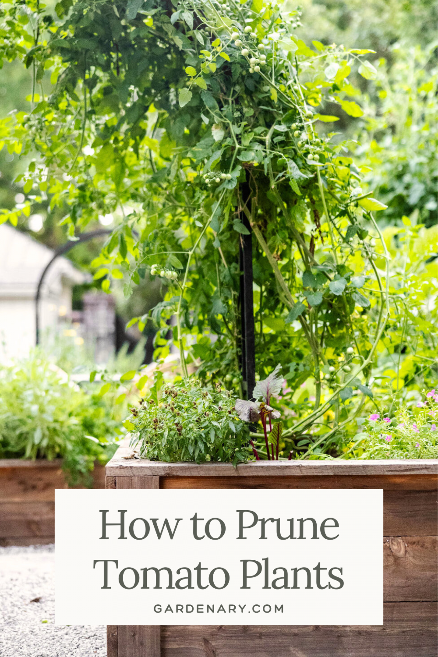 How to Prune Tomato Plants pin