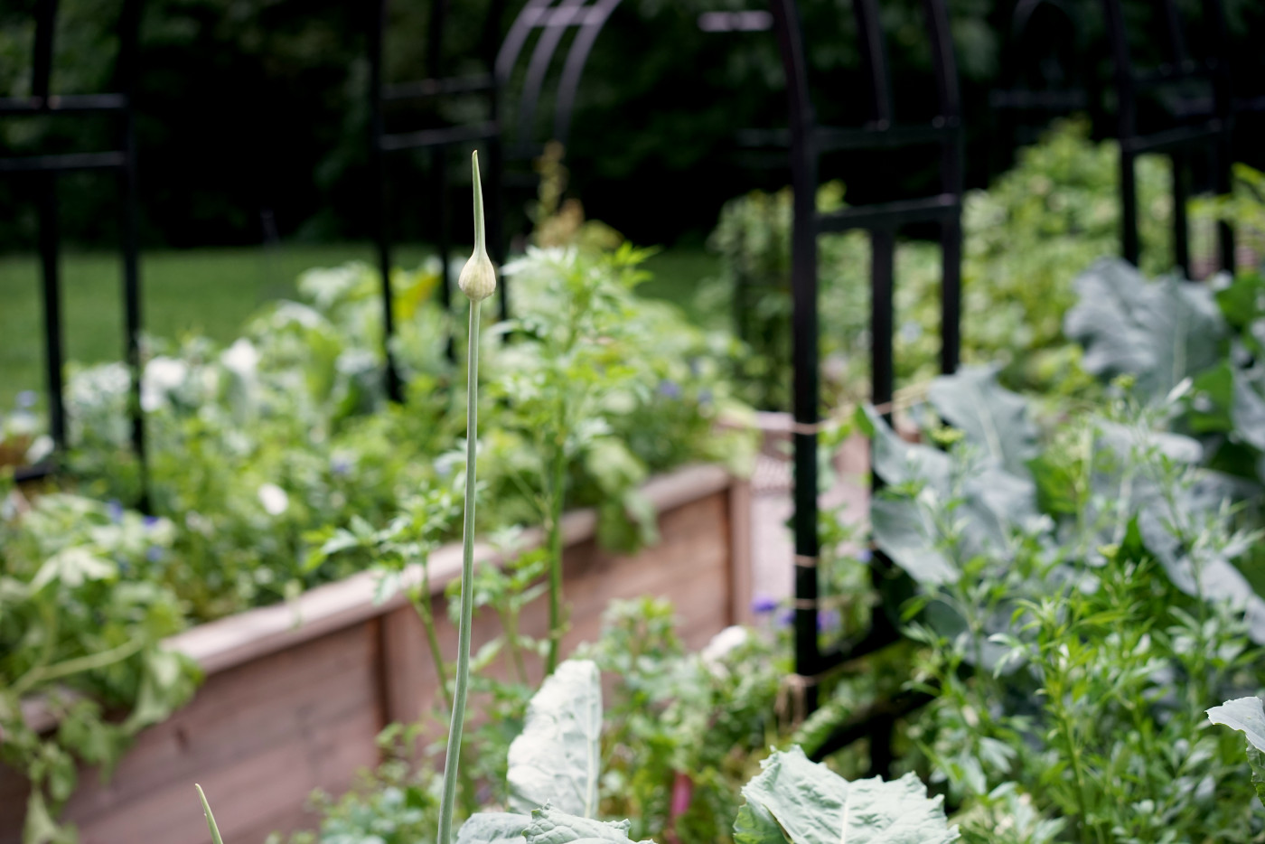 garlic scape