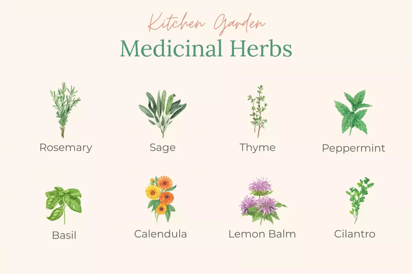 An illustrated chart of kitchen garden medicinal herbs. It shows rosemary, sage, thyme, peppermint, basil, calendula, lemon balm,.and cilantro