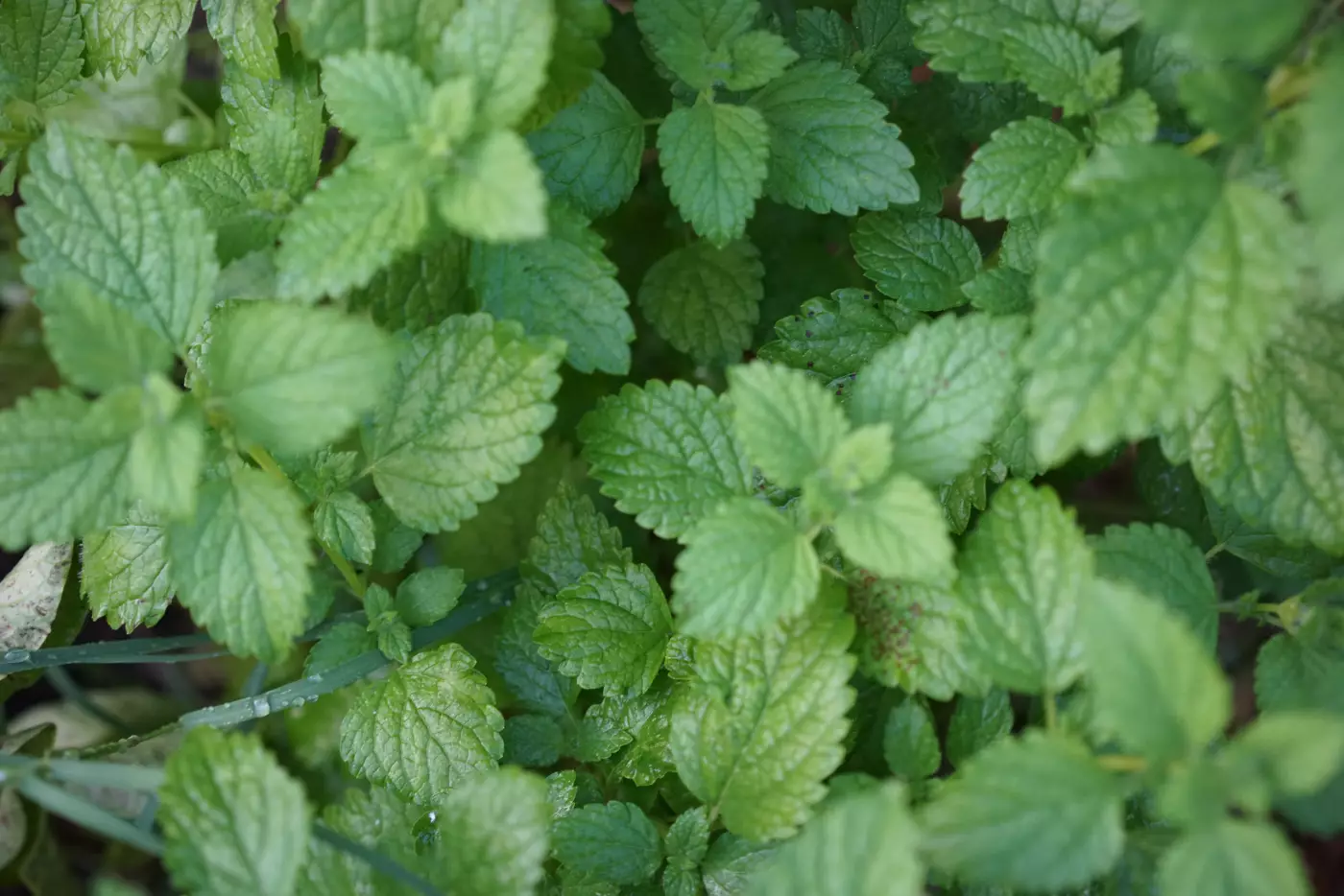 close up of lemon balm