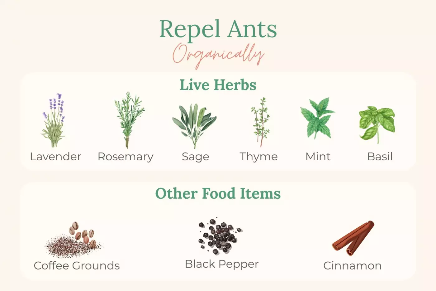 A chart showing live herbs that repel ants and food items that repel ants